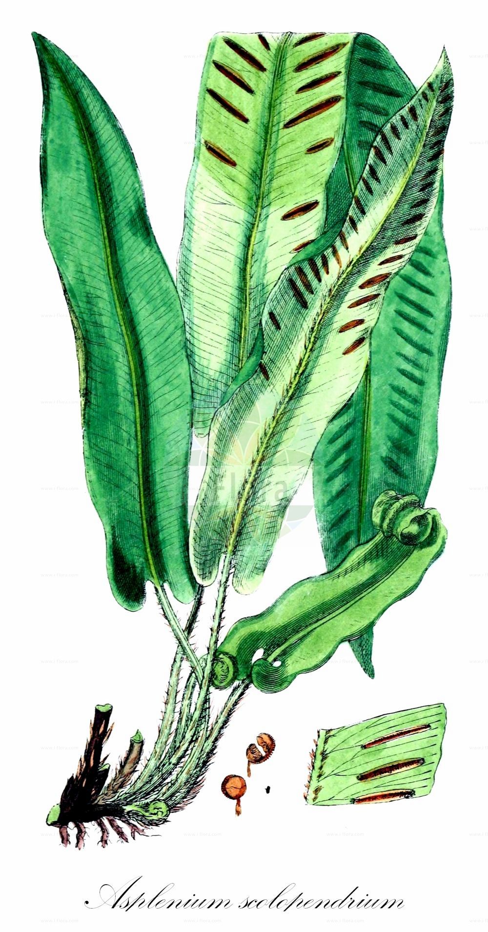 Asplenium scolopendrium - Aspleniaceae,Plantae,Pteridobiotina,Polypodiophyta,Polypodiopsida,Polypodiidae,Polypodiales,Aspleniaceae,Asplenium,Asplenium scolopendrium,Phyllitis japonica, Phyllitis scolopendrium, Scolopendrium scolopendrium, Scolopendrium vulgare,Hirschzunge;hart's-tongue;common hart's tongue;hart's tongue fern;Langue de cerf;langue de cerf commune;scolopendre vulgaire;scolopendre;asplénie scolopendre;scolopendre officinale;langue-de-boeuf;herbe à la rate;herbe hépatique;asplénium scolopendre;lengua de ciervo;lengua cervina;escolopendra;hierba cervuna;hierba de la sangre;lengua cerval;esmerma sangre;Scolopendria comune;lingua cervina;lingua dei pozzi;gewoone tongvaren;gewone tongvaren;tongvaren;língua-cervina;língua-de-veado;língua-de-vaca;broeira;língua-de-boi;língua-de-cervo;cervúa;herba-dos-escaldados;асплениум сколопендровый;листовик сколопендровый;geyikdili;skolopendër;skolopendra e rëndomtë;herba cervuna;herba melsera;llengua de cérvol;melsera;obični jelenak;hjorttunga;hjortetunge;języcznik zwyczajny;ko-tani-watari;コタニワタリ;jelenov jezik;gímpáfrány;jelení jazyk celolistý;limba cierbului;jelení jazyk;slezinník jelení;листовик сколопендровий;волски език;hjortetunge;hirvenkieli;јелењи језик;обични јеленак;gerizit eiroppit;גְּרִיזִית אֵירוֹפִּית;epai-bedar;orein-mihia;zakurrmi;duì kāi jué;对开蕨