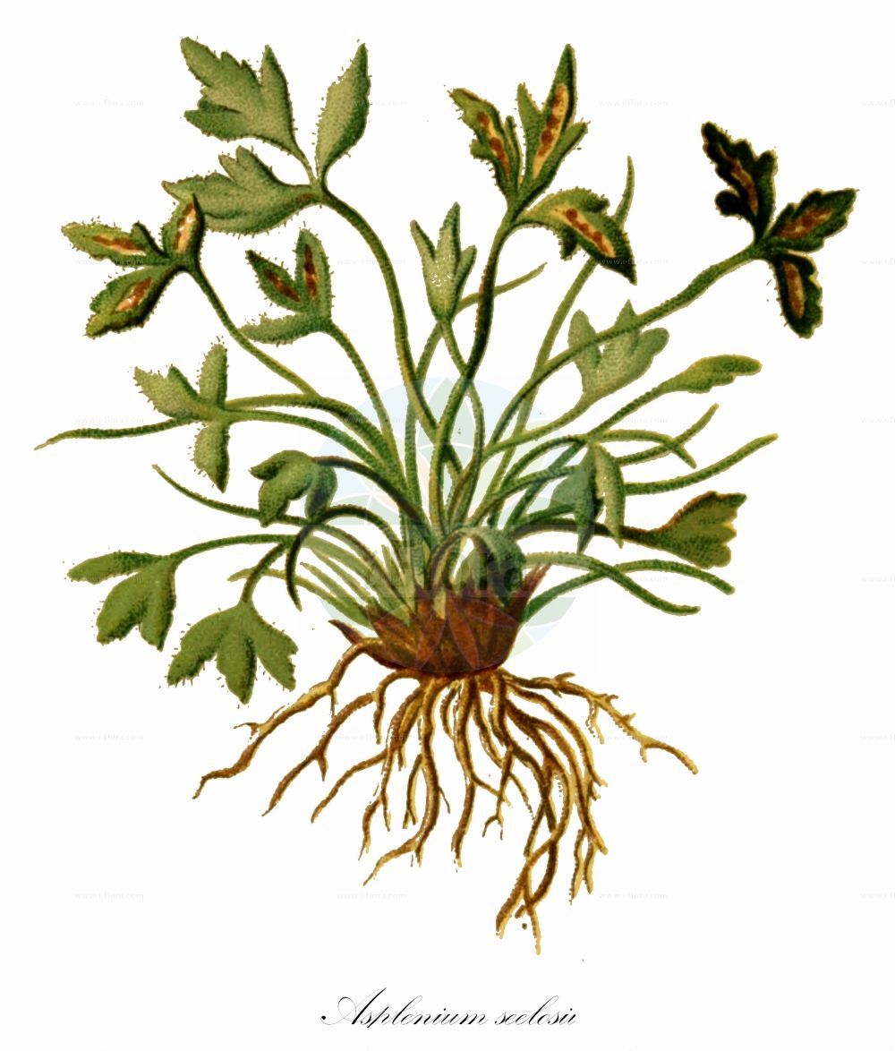 Asplenium seelosii - Aspleniaceae,Plantae,Pteridobiotina,Polypodiophyta,Polypodiopsida,Polypodiidae,Polypodiales,Aspleniaceae,Asplenium,Asplenium seelosii,Dolomiten-Streifenfarn;Dolomit-Streifenfarn;dolomite spleenwort;Capillaire des Dolomites;asplénie de Seelos;doradille de Seelos;Asplenio delle Dolomiti;Asplenio di Seelos;костенец Зеелоса;seelosov sršaj