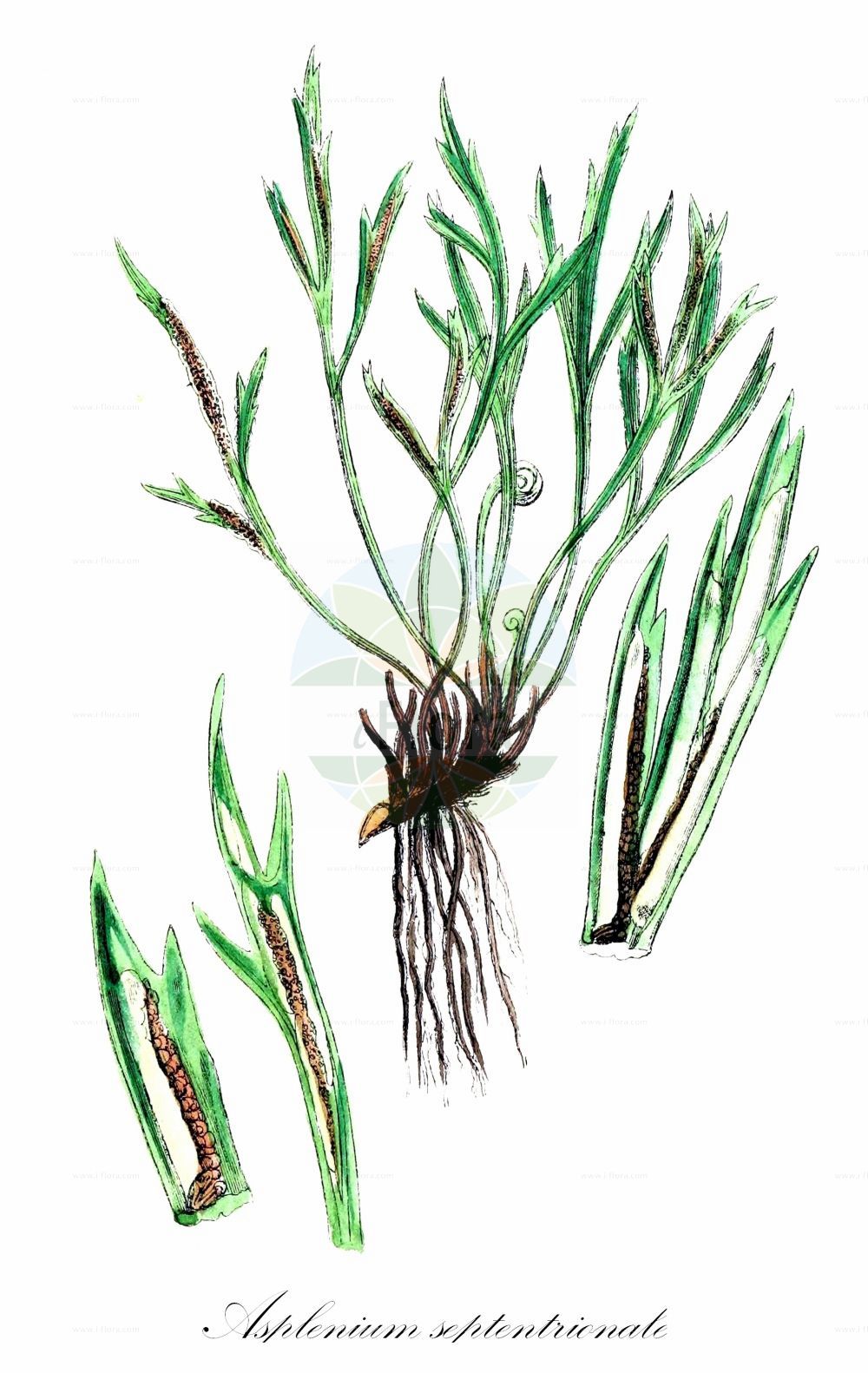 Asplenium septentrionale - Aspleniaceae,Plantae,Pteridobiotina,Polypodiophyta,Polypodiopsida,Polypodiidae,Polypodiales,Aspleniaceae,Asplenium,Asplenium septentrionale,Acropteris septentrionalis, Acrostichum septentrionale, Amesium septentrionale, Belvisia septentrionalis, Blechnum septentrionale, Chamaefilix septentrionalis, Scolopendrium septentrionale, Tarachia septentrionalis,Nordischer Streifenfarn;Nördlicher Streifenfarn;Gabel-Streifenfarn;Nordischer Strichfarn;forked spleenwort;Capillaire septentrional;doradille septentrionale;asplénie septentrionale;asplénium septentrional;doradille du nord;Asplenio settentrionale;noordse streepvaren;костенец северный;devesakalı;fierguri;falzia prima;gaffelbräken;nordisk radeløv;zanokcica północna;severni sršaj;északi fodorka;sleziník severní;feriguţă;slezinník severný;аспленій північний;северно изтравичне;põhjaraunjalg;olavsskjegg;liuskaraunioinen;skeggburkni;папратница;северна слезница;chā yè tiě jiǎo jué;叉叶铁角蕨