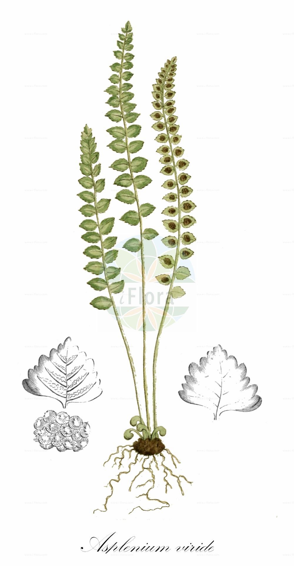 Asplenium viride - Aspleniaceae,Plantae,Pteridobiotina,Polypodiophyta,Polypodiopsida,Polypodiidae,Polypodiales,Aspleniaceae,Asplenium,Asplenium viride,Asplenium ramosum, Asplenium ramosum, Asplenium umbrosum, Asplenium viride subsp. incisum, Asplenium viride var. robustum, Asplenium vogesiacum, Chamaefilix trichomanes-ramosa, Trichomanes viride,Grünstieliger Streifenfarn;Grüner Streifenfarn;Grüner Strichfarn;green spleenwort;brightgreen spleenwort;Capillaire vert;asplénie à pétiole vert;asplénie verte;asplénium à pétiole vert;asplénium vert;doradille verte;culantrillo verde;sardineras verdes;Asplenio verde;groensteel;костенец зелёный;fierguri;falzia verda;grönbräken;lysegrøn radeløv;zanokcica zielona;zeleni sršaj;zöld fodorka;sleziník zelený;feriguţă;slezinník zelený;аспленій зелений;зелено изтравниче;grønnburkne;viherraunioinen;klettaburkni;зелена слезница;xardin-belar berdea;ōu yà tiě jiǎo jué;欧亚铁角蕨;зелено изтравниче