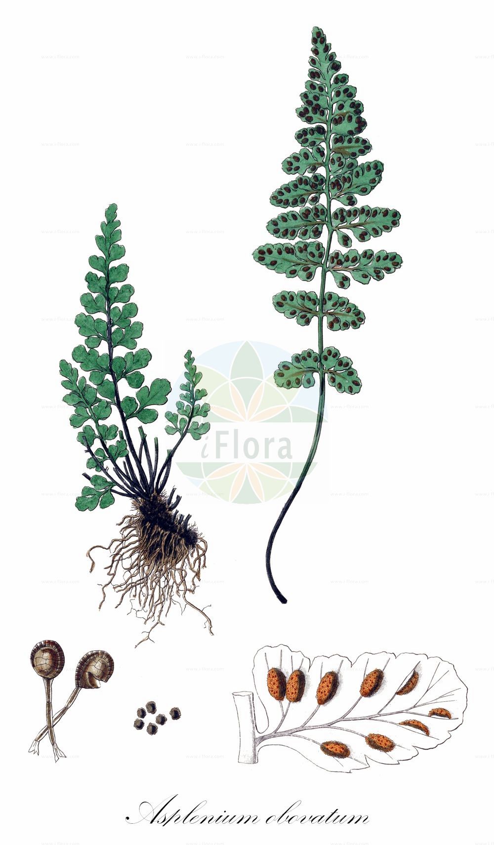 Asplenium obovatum - Aspleniaceae,Plantae,Pteridobiotina,Polypodiophyta,Polypodiopsida,Polypodiidae,Polypodiales,Aspleniaceae,Asplenium,Asplenium obovatum,Lanzettblättriger Streifenfarn;lanceolate spleenwort;Lanzettblättriger Streifenfarn;asplénium obové;asplénium presque ovale;doradille obovale;asplenio obovato;асплениум обратнояйцевидный;bağrıkara