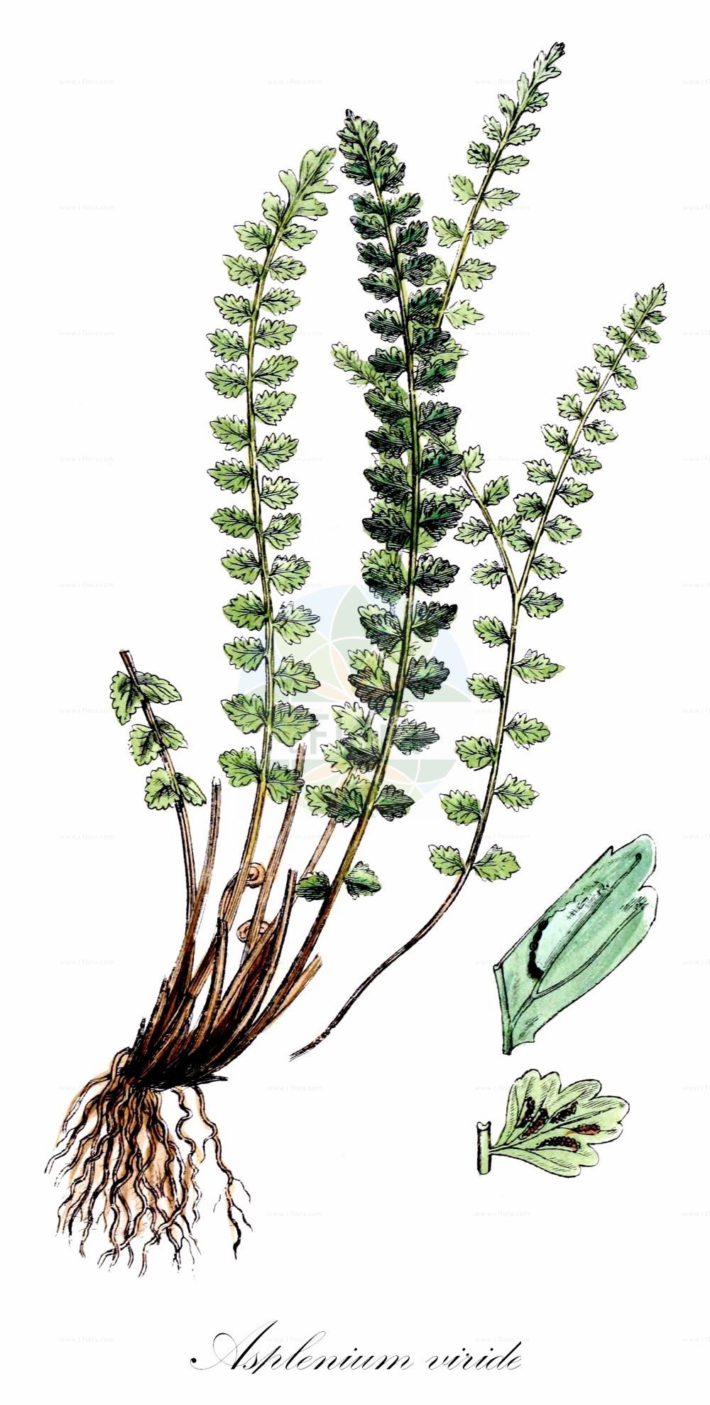 Asplenium viride - Aspleniaceae,Plantae,Pteridobiotina,Polypodiophyta,Polypodiopsida,Polypodiidae,Polypodiales,Aspleniaceae,Asplenium,Asplenium viride,Asplenium ramosum, Asplenium ramosum, Asplenium umbrosum, Asplenium viride subsp. incisum, Asplenium viride var. robustum, Asplenium vogesiacum, Chamaefilix trichomanes-ramosa, Trichomanes viride,Grünstieliger Streifenfarn;Grüner Streifenfarn;Grüner Strichfarn;green spleenwort;brightgreen spleenwort;Capillaire vert;asplénie à pétiole vert;asplénie verte;asplénium à pétiole vert;asplénium vert;doradille verte;culantrillo verde;sardineras verdes;Asplenio verde;groensteel;костенец зелёный;fierguri;falzia verda;grönbräken;lysegrøn radeløv;zanokcica zielona;zeleni sršaj;zöld fodorka;sleziník zelený;feriguţă;slezinník zelený;аспленій зелений;зелено изтравниче;grønnburkne;viherraunioinen;klettaburkni;зелена слезница;xardin-belar berdea;ōu yà tiě jiǎo jué;欧亚铁角蕨;зелено изтравниче