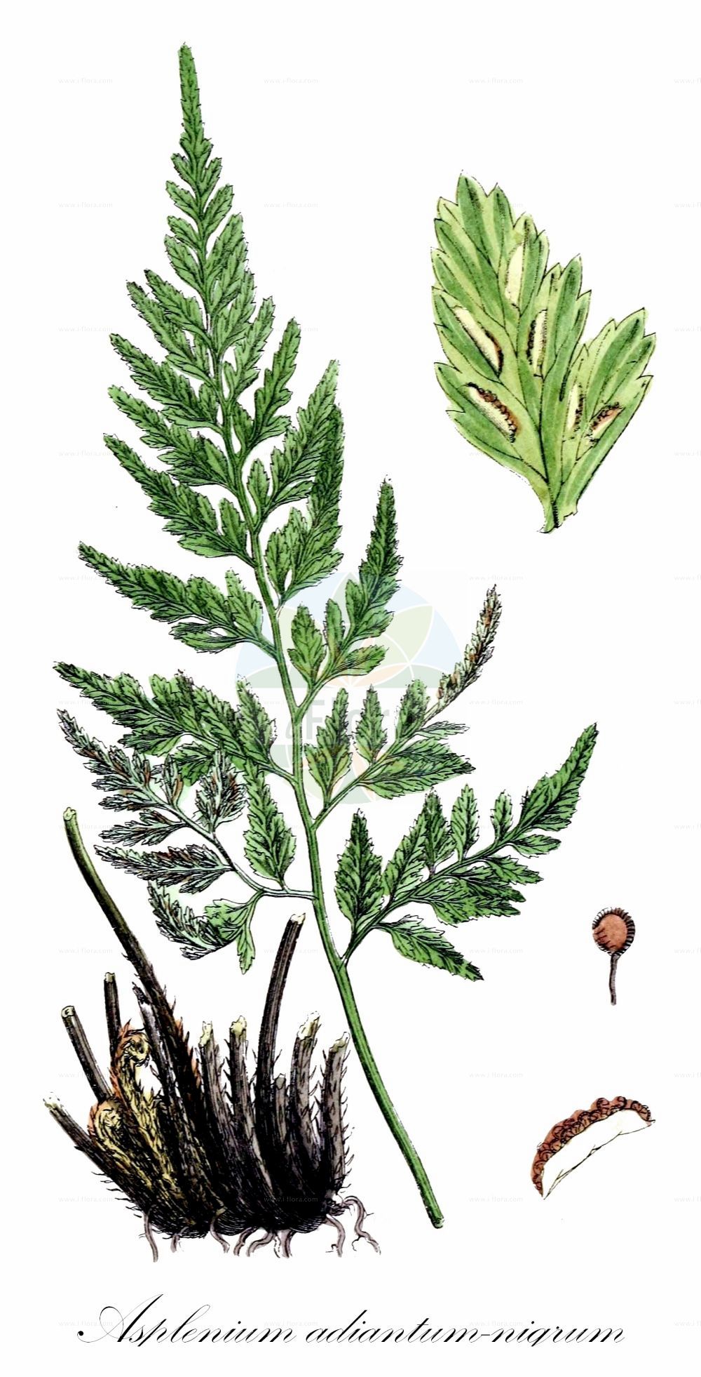 Asplenium - Aspleniaceae,Biota,Plantae,Pteridobiotina,Tracheophyta,Polypodiopsida,Polypodiales,Aspleniaceae,Asplenium,Acropteris, Amesium, Antigramma, Asplenidictyum, Asplenoceterach, Asplenophyllitis, Asplenosorus, Biropteris, Boniniella, Caenopteris, Camptosorus, Ceterach, Ceterachopsis, Ceterophyllitis, Chamaefilix, Cheilosorum, Darea, Dareastrum, Diellia, Diplora, Eremopodium, Glossopteris, Hemionites, Hemionitidastrum, Holodictyum, Homatoneuron, Lobium, Loxoscaphe, Macrophyllidium, Micrasplenium, Micropodium, Myriotheca, Neottopteridastrum, Neottopteris, Notolepeum, Onopteris, Parasplenium, Phyllitis, Phyllitopsis, Pleurosorus, Schaffneria, Scolopendrium, Sinephropteris, Stormesia, Tarachia, Thamnopteris, Trichomanes, Triphlebia