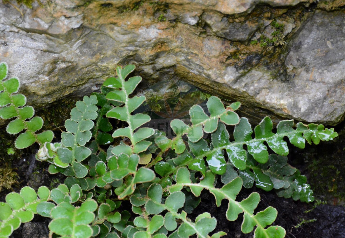 Asplenium ceterach - Aspleniaceae,Plantae,Pteridobiotina,Polypodiophyta,Polypodiopsida,Polypodiidae,Polypodiales,Aspleniaceae,Asplenium,Asplenium ceterach,Ceterach ceterach, Ceterach officinarum, Grammitis ceterach, Gymnogramma ceterach, Gymnopteris ceterach, Hemidictyum ceterach, Notolepeum ceterach, Scolopendrium ceterach, Vittaria ceterach,Schriftfarn;Milzfarn;rustyback;rusty-back fern;scale fern;scaly spleenwort;Cétérach officinal;asplénie cétérach;asplénium cétérach;capillaire doré;dorade;doradille;doradille d'Espagne;herbe à dorer;herbe dorée;doradilla;hierba dorada;Cedracca comune;cetracca;schubvaren;douradinha;erva-doirada;escolopendra-verdadeira;fento-de-ouro;скребница аптечная;скребница лекарственная;dalakotu;bargjarpër;bargjarpëri mjekësor;dauradella;zlatinjak;mjältbräken;miltbregne;śledzionka skalna;navadna slatinka;nyugati pikkelypáfrány;kyvor lékařský;unghia ciutei;ceterák lekársky pravý;скребниця аптечна;златиста папрат;miltbregne;hilseraunioinen;златна папрат;dandannah refu'it;דַּנְדַּנָּה רְפוּאִית;txarrangilla;xardin-belar horia;yào jué;药蕨