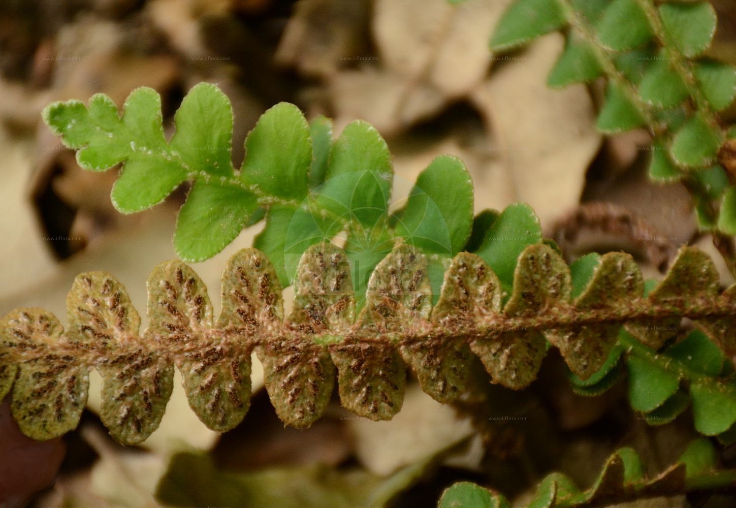 Asplenium ceterach - Aspleniaceae,Plantae,Pteridobiotina,Polypodiophyta,Polypodiopsida,Polypodiidae,Polypodiales,Aspleniaceae,Asplenium,Asplenium ceterach,Ceterach ceterach, Ceterach officinarum, Grammitis ceterach, Gymnogramma ceterach, Gymnopteris ceterach, Hemidictyum ceterach, Notolepeum ceterach, Scolopendrium ceterach, Vittaria ceterach,Schriftfarn;Milzfarn;rustyback;rusty-back fern;scale fern;scaly spleenwort;Cétérach officinal;asplénie cétérach;asplénium cétérach;capillaire doré;dorade;doradille;doradille d'Espagne;herbe à dorer;herbe dorée;doradilla;hierba dorada;Cedracca comune;cetracca;schubvaren;douradinha;erva-doirada;escolopendra-verdadeira;fento-de-ouro;скребница аптечная;скребница лекарственная;dalakotu;bargjarpër;bargjarpëri mjekësor;dauradella;zlatinjak;mjältbräken;miltbregne;śledzionka skalna;navadna slatinka;nyugati pikkelypáfrány;kyvor lékařský;unghia ciutei;ceterák lekársky pravý;скребниця аптечна;златиста папрат;miltbregne;hilseraunioinen;златна папрат;dandannah refu'it;דַּנְדַּנָּה רְפוּאִית;txarrangilla;xardin-belar horia;yào jué;药蕨