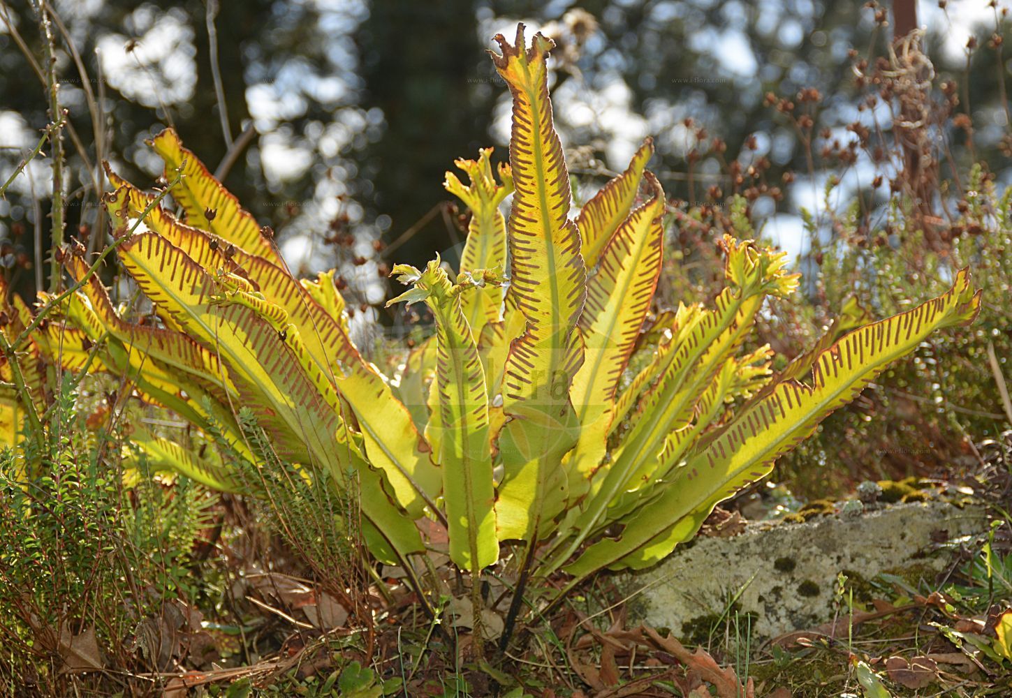 Asplenium scolopendrium - Aspleniaceae,Plantae,Pteridobiotina,Polypodiophyta,Polypodiopsida,Polypodiidae,Polypodiales,Aspleniaceae,Asplenium,Asplenium scolopendrium,Phyllitis japonica, Phyllitis scolopendrium, Scolopendrium scolopendrium, Scolopendrium vulgare,Hirschzunge;hart's-tongue;common hart's tongue;hart's tongue fern;Langue de cerf;langue de cerf commune;scolopendre vulgaire;scolopendre;asplénie scolopendre;scolopendre officinale;langue-de-boeuf;herbe à la rate;herbe hépatique;asplénium scolopendre;lengua de ciervo;lengua cervina;escolopendra;hierba cervuna;hierba de la sangre;lengua cerval;esmerma sangre;Scolopendria comune;lingua cervina;lingua dei pozzi;gewoone tongvaren;gewone tongvaren;tongvaren;língua-cervina;língua-de-veado;língua-de-vaca;broeira;língua-de-boi;língua-de-cervo;cervúa;herba-dos-escaldados;асплениум сколопендровый;листовик сколопендровый;geyikdili;skolopendër;skolopendra e rëndomtë;herba cervuna;herba melsera;llengua de cérvol;melsera;obični jelenak;hjorttunga;hjortetunge;języcznik zwyczajny;ko-tani-watari;コタニワタリ;jelenov jezik;gímpáfrány;jelení jazyk celolistý;limba cierbului;jelení jazyk;slezinník jelení;листовик сколопендровий;волски език;hjortetunge;hirvenkieli;јелењи језик;обични јеленак;gerizit eiroppit;גְּרִיזִית אֵירוֹפִּית;epai-bedar;orein-mihia;zakurrmi;duì kāi jué;对开蕨