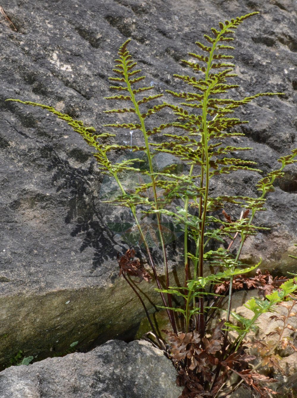 Asplenium adiantum-nigrum - Aspleniaceae,Plantae,Pteridobiotina,Polypodiophyta,Polypodiopsida,Polypodiidae,Polypodiales,Aspleniaceae,Asplenium,Asplenium adiantum-nigrum,Asplenium adiantum-nigrum var. adiantum-nigrum, Chamaefilix adiantum-nigrum, Tarachia adiantum-nigrum,Schwarzstieliger Streifenfarn;Schwarzer Streifenfarn;Immergrüner Streifenfarn;Schwarzer Strichfarn;black spleenwort;Asplénium noir;Capillaire noir;capillaire noire;doradille noire;asplénie noire;asplénium adiantum-noir;asplénium doradille-noire;herbe capillaire;culantrillo negro;adianto negro;capilaria negra;culantrillo mayor;culipollo;Asplenio adianto nero;felce bruna;asplenio adianto-nero;capillare nero;zwartsteel;avenca-negra;fento-negro;feto-negro;костенец чёрный;karasaçakotu;fierguri;falguera de roca;falzia de bosc;falzia negra;falzia prima;glans-bräken;glansbräken;sort radeløv;zanokcica ciemna;črni sršaj;fekete fodorka;părul maicei Domnului;аспленій чорний;черно изтравниче;blankburkne;kültoraunioinen;црна слезница;hēi sè tiě jiǎo jué;黑色铁角蕨