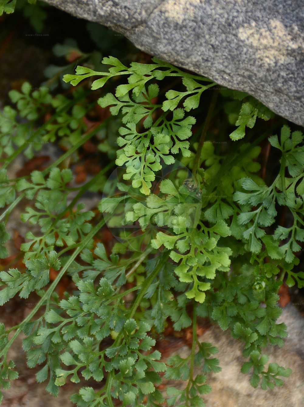Asplenium ruta-muraria - Aspleniaceae,Plantae,Pteridobiotina,Polypodiophyta,Polypodiopsida,Polypodiidae,Polypodiales,Aspleniaceae,Asplenium,Asplenium ruta-muraria,Acrostichum muraria, Amesium germanicum, Amesium muraria, Asplenium matthioli, Asplenium multicaule, Asplenium murorum, Asplenium ruta-muraria var. subtenuifolium, Asplenium ruta-muraria var. subtenuifolium, Asplenium subtenuifolium, Asplenium zoliense, Belvisia ruta-muraria, Chamaefilix ruta-muraria, Phyllitis muraria, Scolopendrium muraria, Tarachia germanica, Tarachia multicaulis, Tarachia ruta-muraria, Trichomanes breynii, Trichomanes muraria,Maurer-Streifenfarn;Gewöhnliche Mauerraute;Mauerraute;wall-rue;wall rue;doradille des murailles;white maidenhair fern;Rue des murailles;capillaire blanc;asplénie rue-de-muraille;asplénium rue-de-muraille;capillaire à feuilles de rue;capillaire des murs;sauve-vie;adianto blanco;culantrillo blanco;culantrillo blanco mayor;manetas;ruda de muros;salva-vida;Asplenio ruta di muro;muurvaren;arruda-dos-muros;arunda-dos-muros;ruta-murária;костенец постенный;duvar saçağı;fierguri;falsija borda;falzia blanca;ruda de paret;murruta;murrude;zanokcica murowa;ichö-shida;イチョウシダ;pozidna sršaj;kövi fodorka;sleziník routička;feriguţă;slezinník rutovitý;аспленій муровий;стенно изтравниче;müür-raunjalg;müru sīkpaparde;murburkne;seinäraunioinen;зидна слезница;aspelenon hannekikim;אַסְפְּלֵנוֹן הַנְּקִיקִים;horma erruda;iturri-belar zuria;txarranguil zuria;luǎn yè tiě jiǎo jué;卵叶铁角蕨