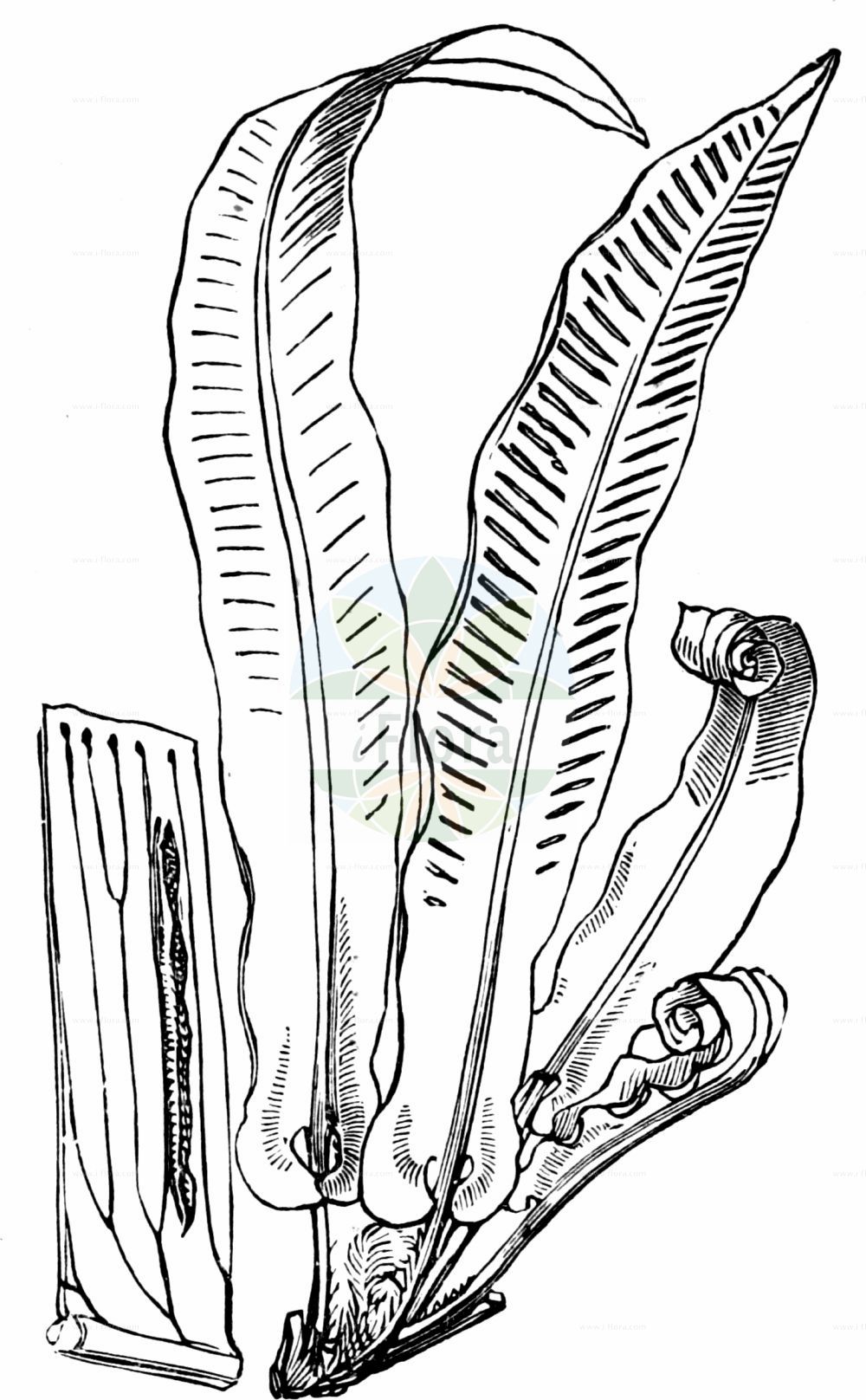 Asplenium scolopendrium - Aspleniaceae,Plantae,Pteridobiotina,Polypodiophyta,Polypodiopsida,Polypodiidae,Polypodiales,Aspleniaceae,Asplenium,Asplenium scolopendrium,Phyllitis japonica, Phyllitis scolopendrium, Scolopendrium scolopendrium, Scolopendrium vulgare,Hirschzunge;hart's-tongue;common hart's tongue;hart's tongue fern;Langue de cerf;langue de cerf commune;scolopendre vulgaire;scolopendre;asplénie scolopendre;scolopendre officinale;langue-de-boeuf;herbe à la rate;herbe hépatique;asplénium scolopendre;lengua de ciervo;lengua cervina;escolopendra;hierba cervuna;hierba de la sangre;lengua cerval;esmerma sangre;Scolopendria comune;lingua cervina;lingua dei pozzi;gewoone tongvaren;gewone tongvaren;tongvaren;língua-cervina;língua-de-veado;língua-de-vaca;broeira;língua-de-boi;língua-de-cervo;cervúa;herba-dos-escaldados;асплениум сколопендровый;листовик сколопендровый;geyikdili;skolopendër;skolopendra e rëndomtë;herba cervuna;herba melsera;llengua de cérvol;melsera;obični jelenak;hjorttunga;hjortetunge;języcznik zwyczajny;ko-tani-watari;コタニワタリ;jelenov jezik;gímpáfrány;jelení jazyk celolistý;limba cierbului;jelení jazyk;slezinník jelení;листовик сколопендровий;волски език;hjortetunge;hirvenkieli;јелењи језик;обични јеленак;gerizit eiroppit;גְּרִיזִית אֵירוֹפִּית;epai-bedar;orein-mihia;zakurrmi;duì kāi jué;对开蕨