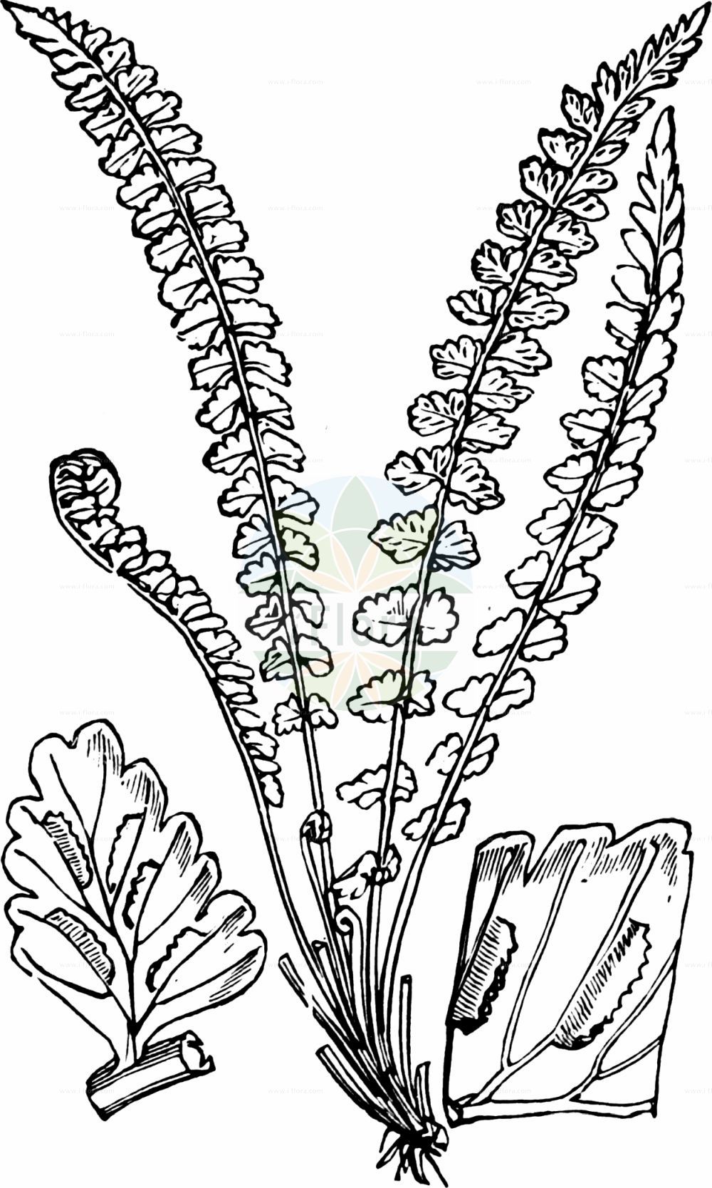 Asplenium viride - Aspleniaceae,Plantae,Pteridobiotina,Polypodiophyta,Polypodiopsida,Polypodiidae,Polypodiales,Aspleniaceae,Asplenium,Asplenium viride,Asplenium ramosum, Asplenium ramosum, Asplenium umbrosum, Asplenium viride subsp. incisum, Asplenium viride var. robustum, Asplenium vogesiacum, Chamaefilix trichomanes-ramosa, Trichomanes viride,Grünstieliger Streifenfarn;Grüner Streifenfarn;Grüner Strichfarn;green spleenwort;brightgreen spleenwort;Capillaire vert;asplénie à pétiole vert;asplénie verte;asplénium à pétiole vert;asplénium vert;doradille verte;culantrillo verde;sardineras verdes;Asplenio verde;groensteel;костенец зелёный;fierguri;falzia verda;grönbräken;lysegrøn radeløv;zanokcica zielona;zeleni sršaj;zöld fodorka;sleziník zelený;feriguţă;slezinník zelený;аспленій зелений;зелено изтравниче;grønnburkne;viherraunioinen;klettaburkni;зелена слезница;xardin-belar berdea;ōu yà tiě jiǎo jué;欧亚铁角蕨;зелено изтравниче