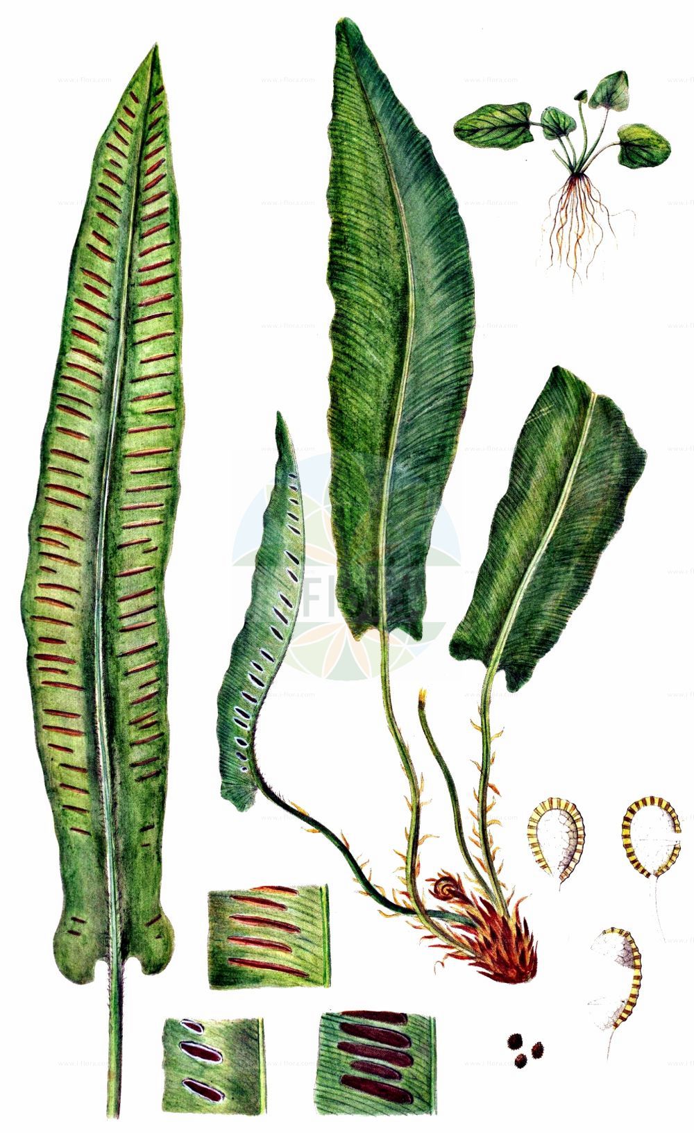 Asplenium scolopendrium - Aspleniaceae,Plantae,Pteridobiotina,Polypodiophyta,Polypodiopsida,Polypodiidae,Polypodiales,Aspleniaceae,Asplenium,Asplenium scolopendrium,Phyllitis japonica, Phyllitis scolopendrium, Scolopendrium scolopendrium, Scolopendrium vulgare,Hirschzunge;hart's-tongue;common hart's tongue;hart's tongue fern;Langue de cerf;langue de cerf commune;scolopendre vulgaire;scolopendre;asplénie scolopendre;scolopendre officinale;langue-de-boeuf;herbe à la rate;herbe hépatique;asplénium scolopendre;lengua de ciervo;lengua cervina;escolopendra;hierba cervuna;hierba de la sangre;lengua cerval;esmerma sangre;Scolopendria comune;lingua cervina;lingua dei pozzi;gewoone tongvaren;gewone tongvaren;tongvaren;língua-cervina;língua-de-veado;língua-de-vaca;broeira;língua-de-boi;língua-de-cervo;cervúa;herba-dos-escaldados;асплениум сколопендровый;листовик сколопендровый;geyikdili;skolopendër;skolopendra e rëndomtë;herba cervuna;herba melsera;llengua de cérvol;melsera;obični jelenak;hjorttunga;hjortetunge;języcznik zwyczajny;ko-tani-watari;コタニワタリ;jelenov jezik;gímpáfrány;jelení jazyk celolistý;limba cierbului;jelení jazyk;slezinník jelení;листовик сколопендровий;волски език;hjortetunge;hirvenkieli;јелењи језик;обични јеленак;gerizit eiroppit;גְּרִיזִית אֵירוֹפִּית;epai-bedar;orein-mihia;zakurrmi;duì kāi jué;对开蕨