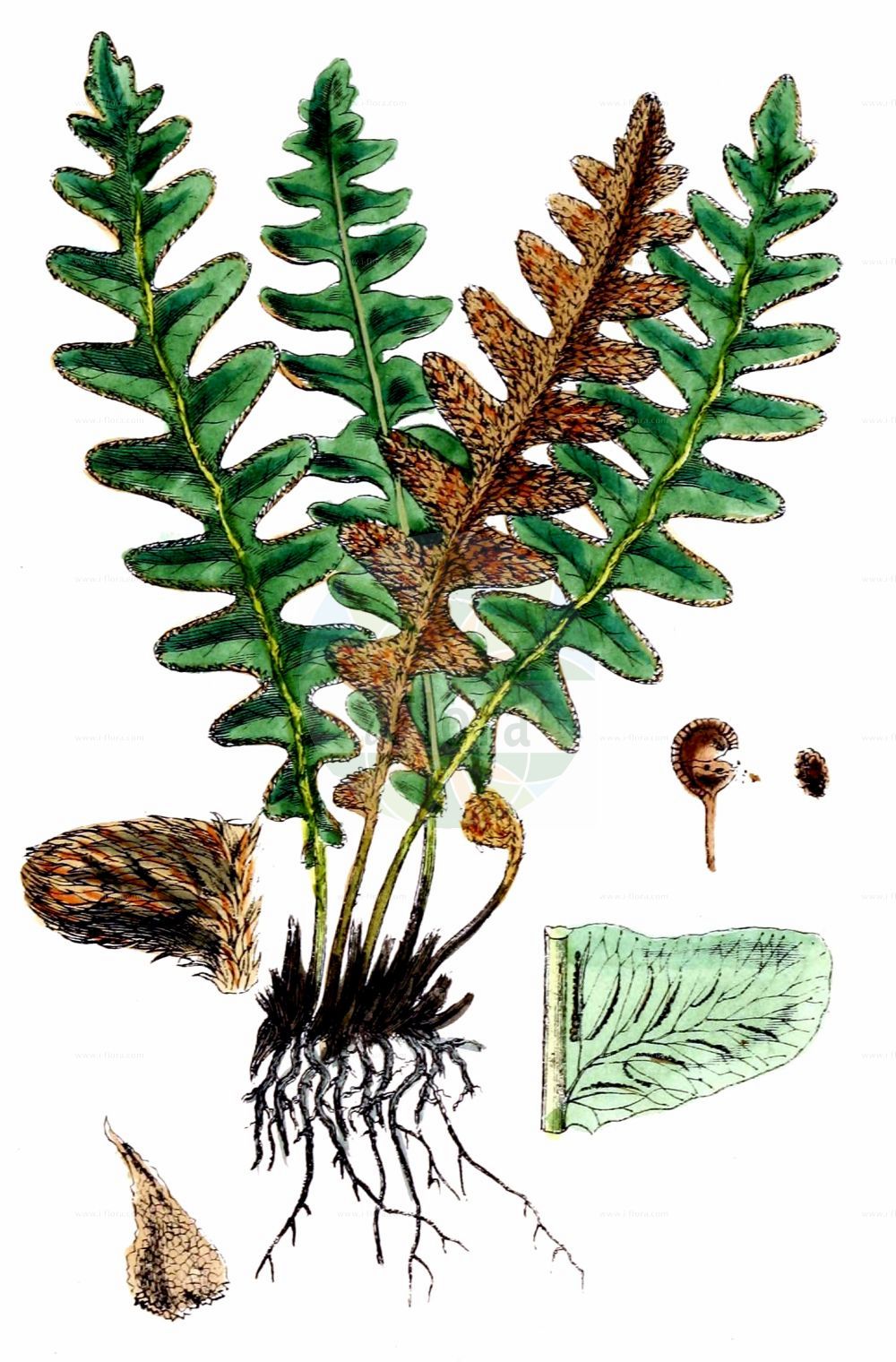 Asplenium ceterach - Aspleniaceae,Plantae,Pteridobiotina,Polypodiophyta,Polypodiopsida,Polypodiidae,Polypodiales,Aspleniaceae,Asplenium,Asplenium ceterach,Ceterach ceterach, Ceterach officinarum, Grammitis ceterach, Gymnogramma ceterach, Gymnopteris ceterach, Hemidictyum ceterach, Notolepeum ceterach, Scolopendrium ceterach, Vittaria ceterach,Schriftfarn;Milzfarn;rustyback;rusty-back fern;scale fern;scaly spleenwort;Cétérach officinal;asplénie cétérach;asplénium cétérach;capillaire doré;dorade;doradille;doradille d'Espagne;herbe à dorer;herbe dorée;doradilla;hierba dorada;Cedracca comune;cetracca;schubvaren;douradinha;erva-doirada;escolopendra-verdadeira;fento-de-ouro;скребница аптечная;скребница лекарственная;dalakotu;bargjarpër;bargjarpëri mjekësor;dauradella;zlatinjak;mjältbräken;miltbregne;śledzionka skalna;navadna slatinka;nyugati pikkelypáfrány;kyvor lékařský;unghia ciutei;ceterák lekársky pravý;скребниця аптечна;златиста папрат;miltbregne;hilseraunioinen;златна папрат;dandannah refu'it;דַּנְדַּנָּה רְפוּאִית;txarrangilla;xardin-belar horia;yào jué;药蕨