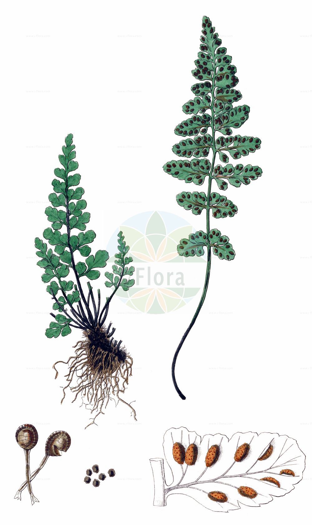 Asplenium obovatum - Aspleniaceae,Plantae,Pteridobiotina,Polypodiophyta,Polypodiopsida,Polypodiidae,Polypodiales,Aspleniaceae,Asplenium,Asplenium obovatum,Lanzettblättriger Streifenfarn;lanceolate spleenwort;Lanzettblättriger Streifenfarn;asplénium obové;asplénium presque ovale;doradille obovale;asplenio obovato;асплениум обратнояйцевидный;bağrıkara
