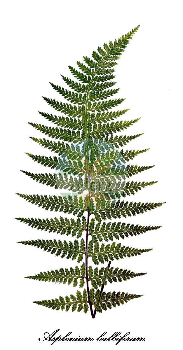 Asplenium bulbiferum - Aspleniaceae,Plantae,Pteridobiotina,Polypodiophyta,Polypodiopsida,Polypodiidae,Polypodiales,Aspleniaceae,Asplenium,Asplenium bulbiferum,Asplenium marinum var. bulbiferum, Caenopteris bulbifera, Chamaefilix bulbifera