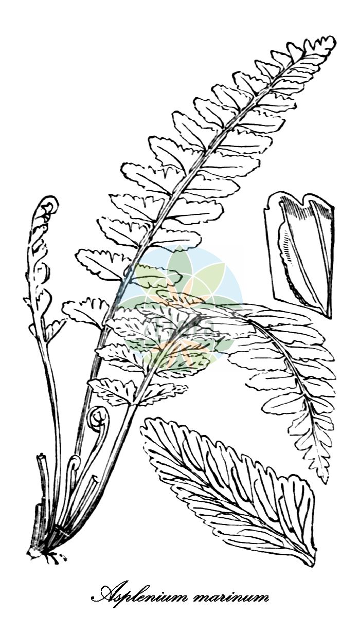 Asplenium marinum - Aspleniaceae,Plantae,Pteridobiotina,Polypodiophyta,Polypodiopsida,Polypodiidae,Polypodiales,Aspleniaceae,Asplenium,Asplenium marinum,Trichomanes maritimum,Küsten-Streifenfarn;sea spleenwort;asplénie marine;doradille marine;asplénium marin;helecho marino;doradella marina;culantrillo de mar;asplenio marino;feto-maritimo;костинец морской;falzia marina;havsbräken;kyst-radeløv;havburkne;meriraunioinen