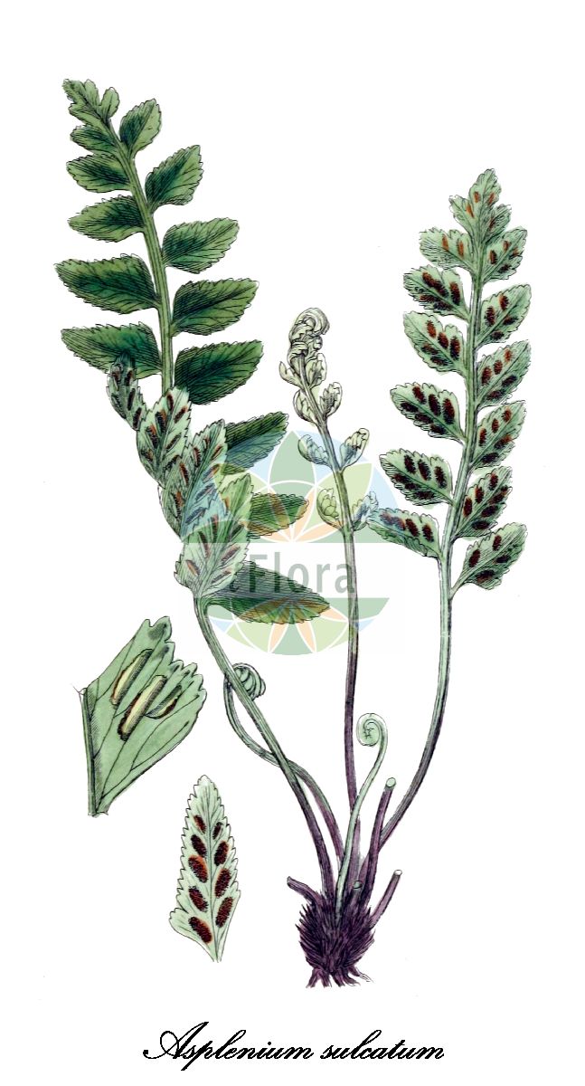 Asplenium sulcatum - Aspleniaceae,Plantae,Pteridobiotina,Polypodiophyta,Polypodiopsida,Polypodiidae,Polypodiales,Aspleniaceae,Asplenium,Asplenium sulcatum,Asplenium auritum f. nana, Asplenium auritum var. sulcatum, Asplenium lanceolatum, Asplenium shepherdii var. costaricense,eared spleenwort