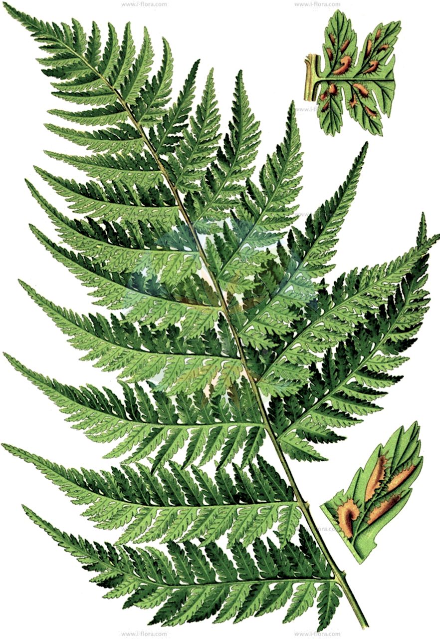 Athyrium filix-femina - Aspleniaceae,Plantae,Pteridobiotina,Polypodiophyta,Polypodiopsida,Polypodiidae,Polypodiales,Aspleniaceae,Athyrium,Athyrium filix-femina,Athyrium filix-femina var. filix-femina, Athyrium paucifrons, Polypodium filix-femina,Wald-Frauenfarn;Gewöhnlicher Frauenfarn;Gemeiner Frauenfarn;lady-fern;lady fern;athyrie fougère-femelle;common lady-fern;woodland lady fern;Fougère femelle;athyrium fougère-femelle;polypode femelle;helecho hembra;helecho de pozo;Felce femmina;felce femmina comune;wijfjesvaren;feto-femea-dos-Italianos;feto-fêmea-dos-italianos;fento-fêmea;fetanha-fêmea;feto-de-espigo;feto-fêmea;женский папоротник;кочедыжник женский;yeleğreltisi;atirium;atirium fier femër;falguera femella;šumska bujadika;maj-bräken;majbräken;almindelig fjerbregne;wietlica samicza;ezo-me-shida;エゾメシダ;navadna podborka;hölgypáfrány;papradka samice;papratka samičí;ferigă feminină;spinarea lupului;papraďka samičia;papraďka ženská lesná;безщитник жіночий;обикновена женска папрат;harilik naistesõnajalg;parastā sievpaparde;skogburkne;hiirenporras;sorea hiirenporras;fjöllaufungur;женска бујадика;женска папрат;папратка;paprastasis blužniapapartis;gaoiska;garoa;iratze emea;sorgin iratzea