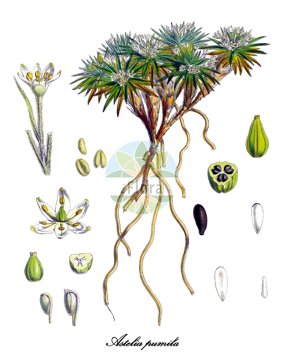 Historische Abbildung von Astelia pumila. Das Bild zeigt Blatt, Bluete, Frucht und Same. ---- Historical Drawing of Astelia pumila. The image is showing leaf, flower, fruit and seed.(Astelia pumila,Astelia,Asteliaceae,Blatt,Bluete,Frucht,Same,leaf,flower,fruit,seed,Hooker (1844-1860))