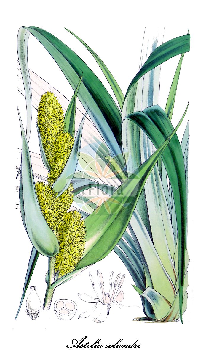 Historische Abbildung von Astelia solandri. Das Bild zeigt Blatt, Bluete, Frucht und Same. ---- Historical Drawing of Astelia solandri. The image is showing leaf, flower, fruit and seed.(Astelia solandri,Astelia,Asteliaceae,Blatt,Bluete,Frucht,Same,leaf,flower,fruit,seed,Curtis Botanical Magazine (1865))