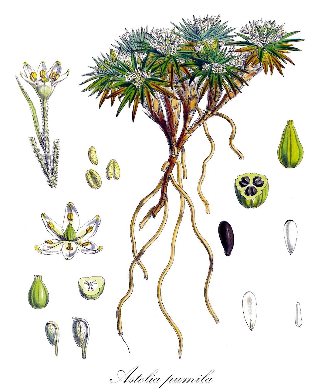 Astelia pumila - Asteliaceae,Plantae,Pteridobiotina,Angiosperms,Asparagales,Asteliaceae,Astelia,Astelia pumila,Anthericum trifarium, Astelia australis, Astelia pumila, Funckia magellanica, Funckia pumila, Melanthium pumilum