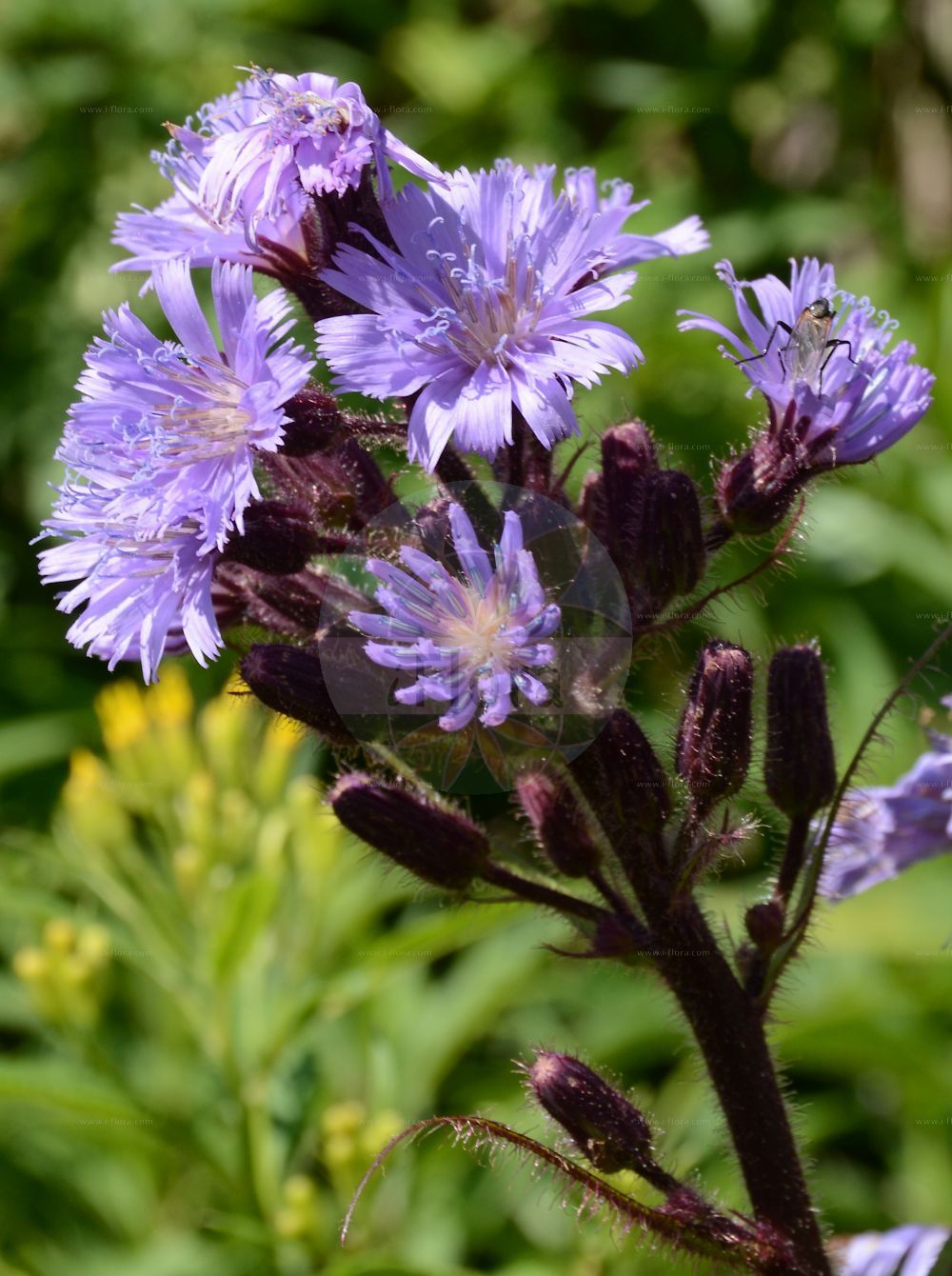 Foto von Lactuca alpina (Alpen-Milchlattich - Alpine Blue-sow-Thistle). Das Bild zeigt Bluete. Das Foto wurde in Finkenberg, Tirol, Österreich, Alpen, Zillertal aufgenommen. ---- Photo of Lactuca alpina (Alpen-Milchlattich - Alpine Blue-sow-Thistle). The image is showing flower. The picture was taken in Finkenberg, Tyrol, Austria, Alps, Zillertal.(Lactuca alpina,Alpen-Milchlattich,Alpine Blue-sow-Thistle,Cicerbita alpina,Lactuca alpina,Mulgedium alpinum,Sonchus alpinus,Alpen-Milchlattich,Alpine Blue-sow-Thistle,Alpine Sow-thistle,Blue Sowthistle,Lactuca,Lattich,Lettuce,Asteraceae,Korbblütengewächse,Daisy family,Bluete,flower)