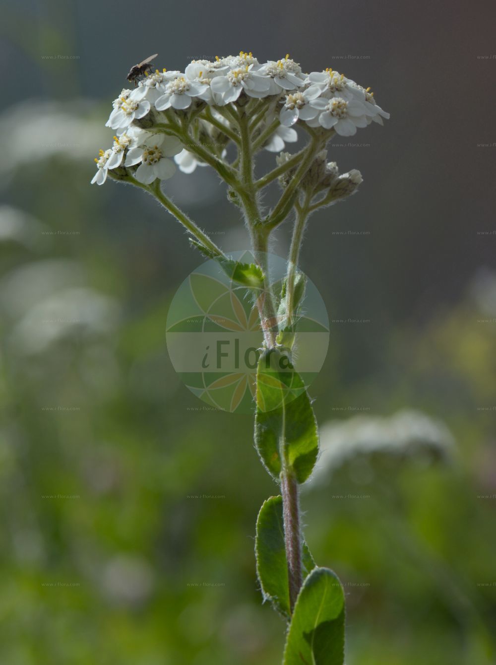 Foto von Achillea lingulata. Das Bild zeigt Blatt und Bluete. Das Foto wurde in Chanousia, Kleiner St. Bernhard, Auvergne-Rhône-Alpes, Frankreich aufgenommen. ---- Photo of Achillea lingulata. The image is showing leaf and flower. The picture was taken in Chanousia, Little St. Bernhard, Auvergne-Rhône-Alpes, France.(Achillea lingulata,Achillea buglossis,Achillea lingulata,Ptarmica lingulata,Achillea,Schafgarbe,Yarrow,Asteraceae,Korbblütengewächse,Daisy family,Blatt,Bluete,leaf,flower)
