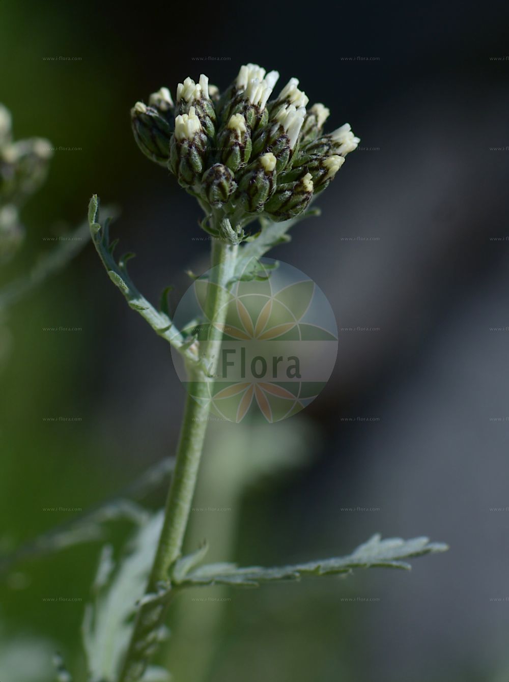Foto von Achillea nana. Das Bild zeigt Blatt und Bluete. Das Foto wurde in Schachen, Garmisch-Partenkirchen, Bayern, Deutschland, Alpen aufgenommen. ---- Photo of Achillea nana. The image is showing leaf and flower. The picture was taken in Schachen, Garmisch-Partenkirchen, Bavaria, Germany, Alps.(Achillea nana,Achillea nana,Ptarmica nana,Achillea,Schafgarbe,Yarrow,Asteraceae,Korbblütengewächse,Daisy family,Blatt,Bluete,leaf,flower)