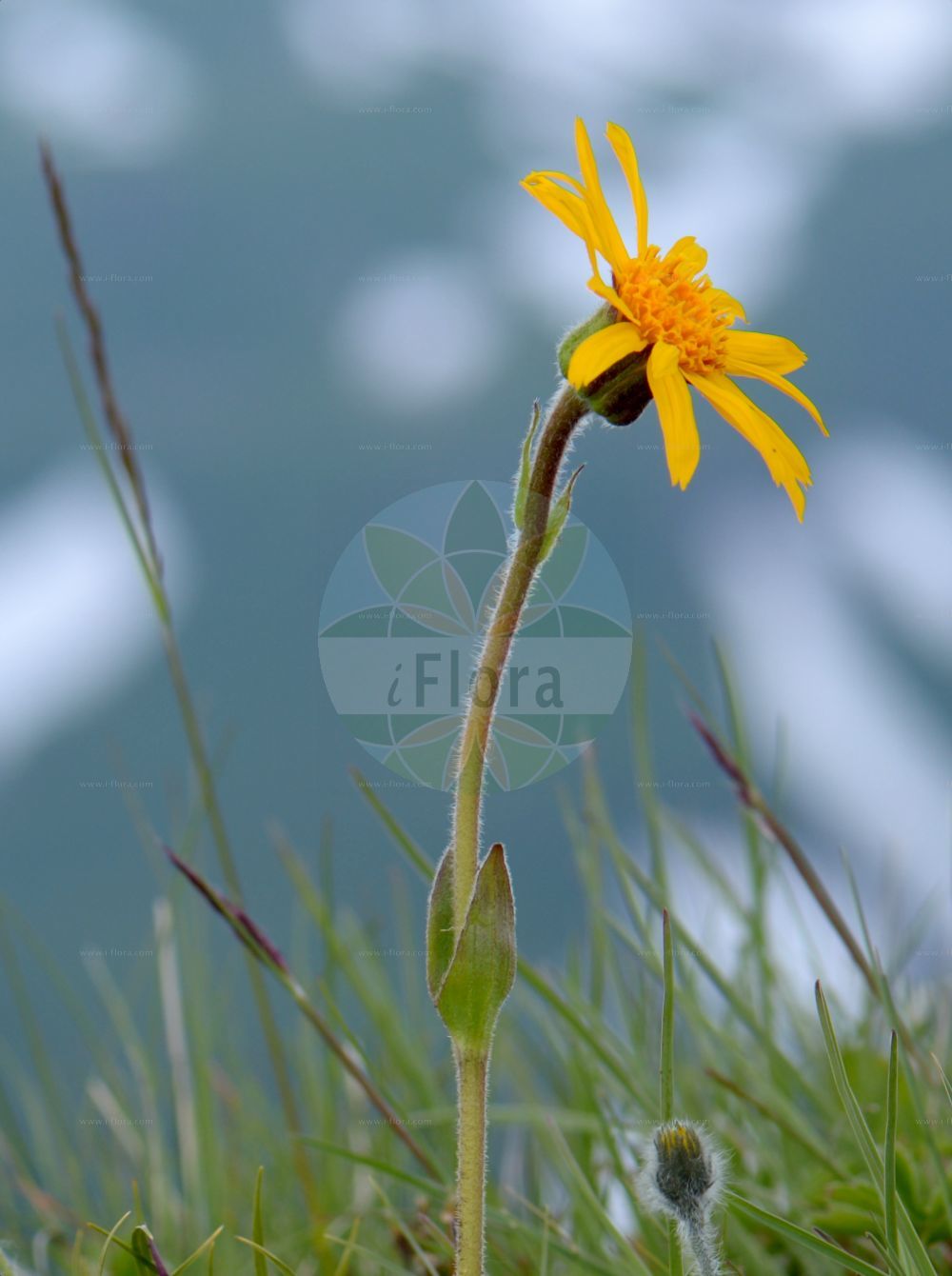 Foto von Arnica montana (Berg-Wohlverleih - Mountain Arnica). Das Bild zeigt Blatt und Bluete. Das Foto wurde in Vandans, Bludenz, Vorarlberg, Österreich, Alpen aufgenommen. ---- Photo of Arnica montana (Berg-Wohlverleih - Mountain Arnica). The image is showing leaf and flower. The picture was taken in Vandans, Bludenz, Vorarlberg, Austria, Alps.(Arnica montana,Berg-Wohlverleih,Mountain Arnica,Arnica montana,Berg-Wohlverleih,Bergwohlverleih,Echte Arnika,Wolferlei,Mountain Arnica,Celtic Nard,Leopard's Bane,Mountain Alkanet,Mountain Tobacco,Arnica,Arnika,Arnica,Asteraceae,Korbblütengewächse,Daisy family,Blatt,Bluete,leaf,flower)