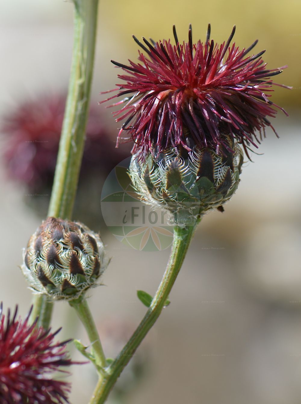 Foto von Centaurea atropurpurea. Das Bild zeigt Bluete. Das Foto wurde in Station Alpine Joseph Fourier, Col du Lautaret, Auvergne-Rhône-Alpes, Frankreich aufgenommen. ---- Photo of Centaurea atropurpurea. The image is showing flower. The picture was taken in Station Alpine Joseph Fourier, Col du Lautaret, Auvergne-Rhône-Alpes, France.(Centaurea atropurpurea,Centaurea atropurpurea,Centaurea oliveriana,Colymbada oliveriana,Centaurea,Flockenblume,Knapweed,Asteraceae,Korbblütengewächse,Daisy family,Bluete,flower)