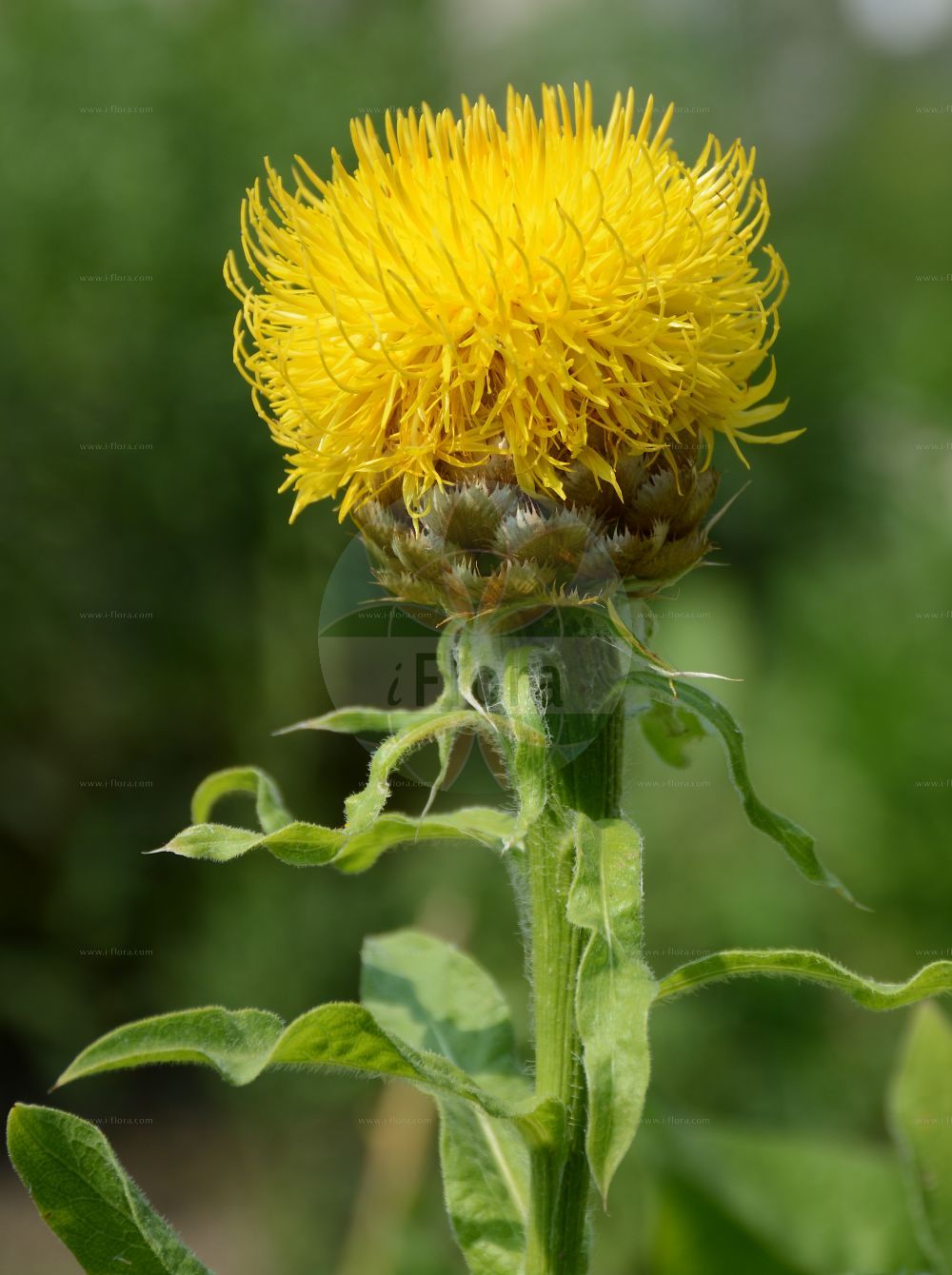 Foto von Centaurea macrocephala. Das Bild zeigt Blatt und Bluete. Das Foto wurde in Bonn, Nordrhein-Westfalen, Deutschland aufgenommen. ---- Photo of Centaurea macrocephala. The image is showing leaf and flower. The picture was taken in Bonn, North Rhine-Westphalia, Germany.(Centaurea macrocephala,Centaurea macrocephala,Grossheimia macrocephala,Centaurea,Flockenblume,Knapweed,Asteraceae,Korbblütengewächse,Daisy family,Blatt,Bluete,leaf,flower)