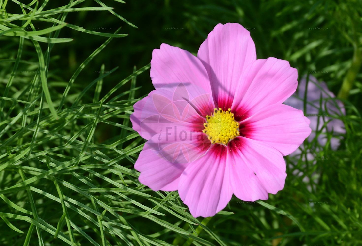 Foto von Cosmos bipinnatus. Das Bild zeigt Bluete. Das Foto wurde in Dresden, Sachsen, Deutschland aufgenommen. ---- Photo of Cosmos bipinnatus. The image is showing flower. The picture was taken in Dresden, Sachsen, Germany.(Cosmos bipinnatus,Cosmos bipinnatus,Cosmos,Asteraceae,Korbblütengewächse,Daisy family,Bluete,flower)