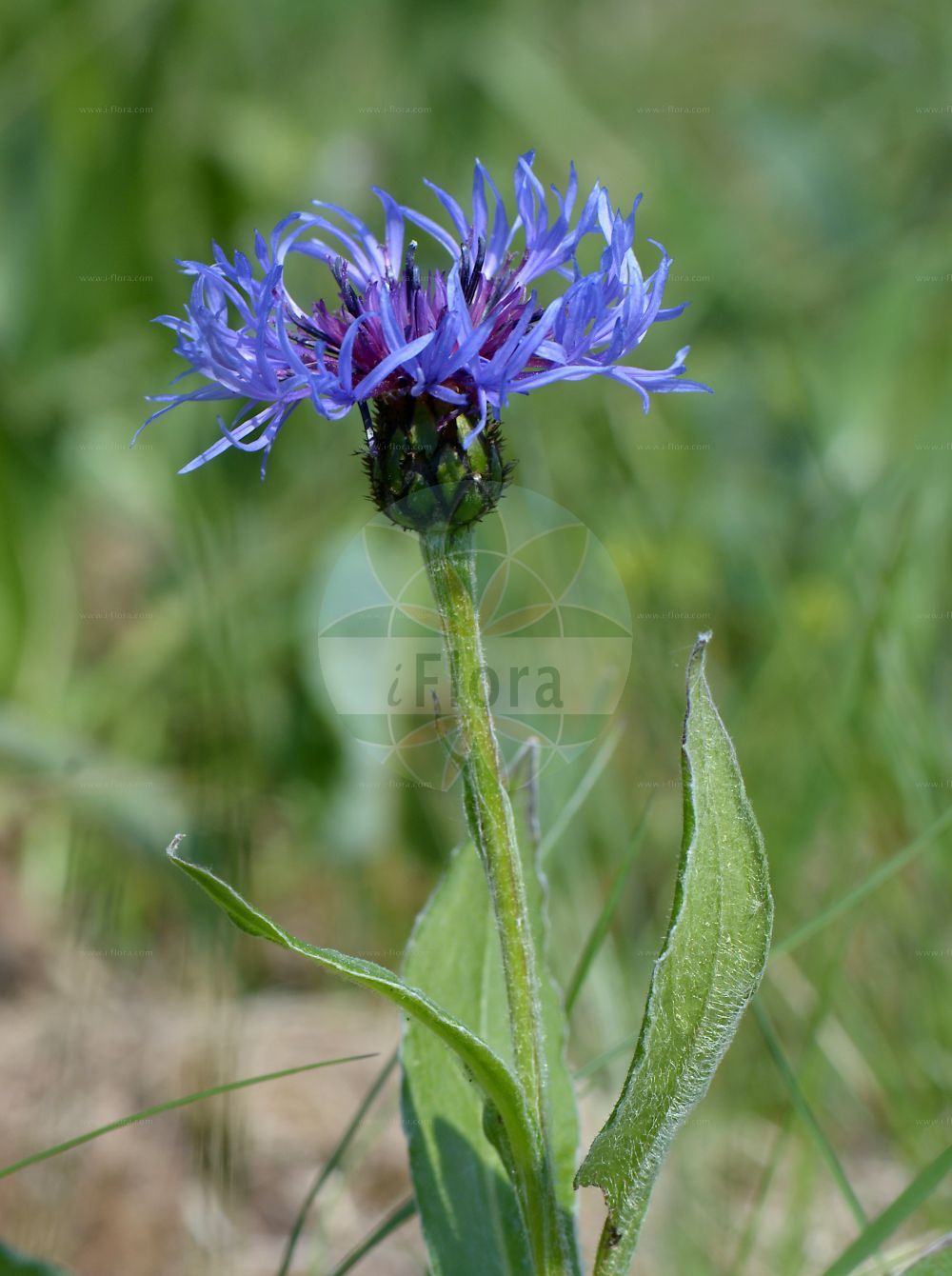 Foto von Cyanus montanus (Berg-Flockenblume - Perennial Cornflower). Das Bild zeigt Blatt und Bluete. Das Foto wurde in Wohlmuthausen, Schmalkalden-Meiningen, Thüringen, Deutschland, Südthüringisches-Oberfränkisches Trias-Hügelland aufgenommen. ---- Photo of Cyanus montanus (Berg-Flockenblume - Perennial Cornflower). The image is showing leaf and flower. The picture was taken in Wohlmuthausen, Schmalkalden-Meiningen, Thuringia, Germany, Suedthueringisches-Oberfraenkisches Trias-Huegelland.(Cyanus montanus,Berg-Flockenblume,Perennial Cornflower,Cyanus montanus,Centaurea montana,Berg-Flockenblume,Perennial Cornflower,Mountain Bluet,Mountain Cornflower,Cyanus,Asteraceae,Korbblütengewächse,Daisy family,Blatt,Bluete,leaf,flower)