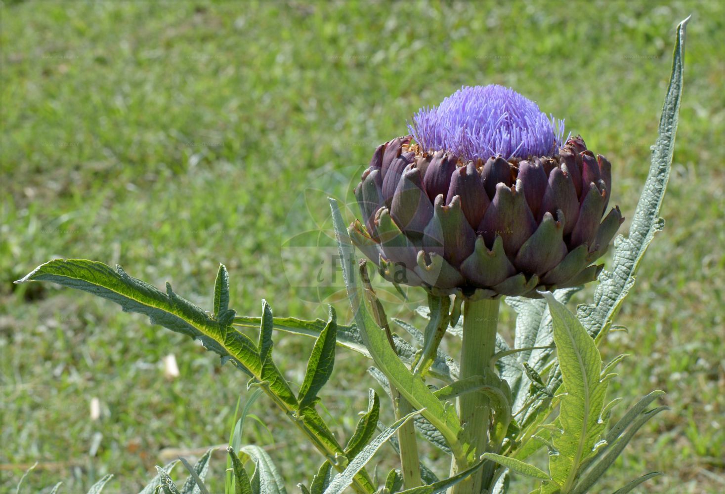 Foto von Cynara cardunculus. Das Bild zeigt Blatt und Bluete. Das Foto wurde in Napoli, Campania, Italien aufgenommen. ---- Photo of Cynara cardunculus. The image is showing leaf and flower. The picture was taken in Napoli, Campania, Italy.(Cynara cardunculus,Cynara cardunculus,Cynara corsica,Cynara horrida,Cynara sylvestris,Cynara,Asteraceae,Korbblütengewächse,Daisy family,Blatt,Bluete,leaf,flower)