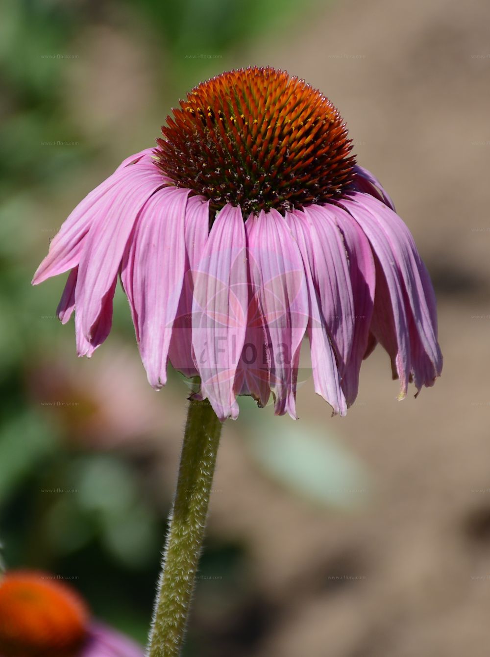 Foto von Echinacea angustifolia. Das Bild zeigt Bluete. Das Foto wurde in Mainz, Rheinland-Pfalz, Deutschland aufgenommen. ---- Photo of Echinacea angustifolia. The image is showing flower. The picture was taken in Mainz, Rhineland-Palatinate, Germany.(Echinacea angustifolia,Echinacea,Asteraceae,Korbblütengewächse,Daisy family,Bluete,flower)