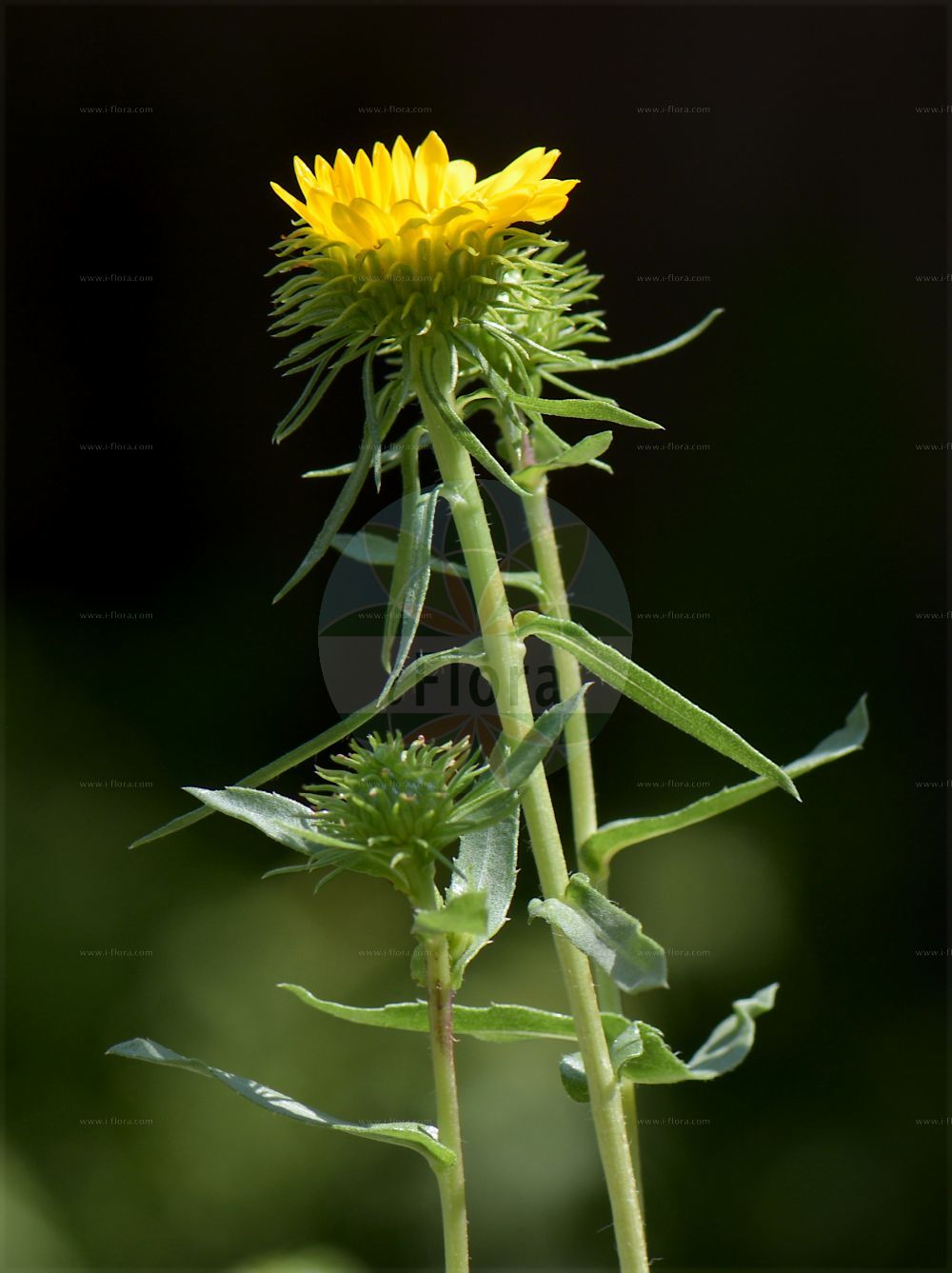Foto von Grindelia hirsutula. Das Bild zeigt Blatt und Bluete. Das Foto wurde in Padova, Veneto, Italien aufgenommen. ---- Photo of Grindelia hirsutula. The image is showing leaf and flower. The picture was taken in Padova, Veneto, Italy.(Grindelia hirsutula,Grindelia,Asteraceae,Korbblütengewächse,Daisy family,Blatt,Bluete,leaf,flower)
