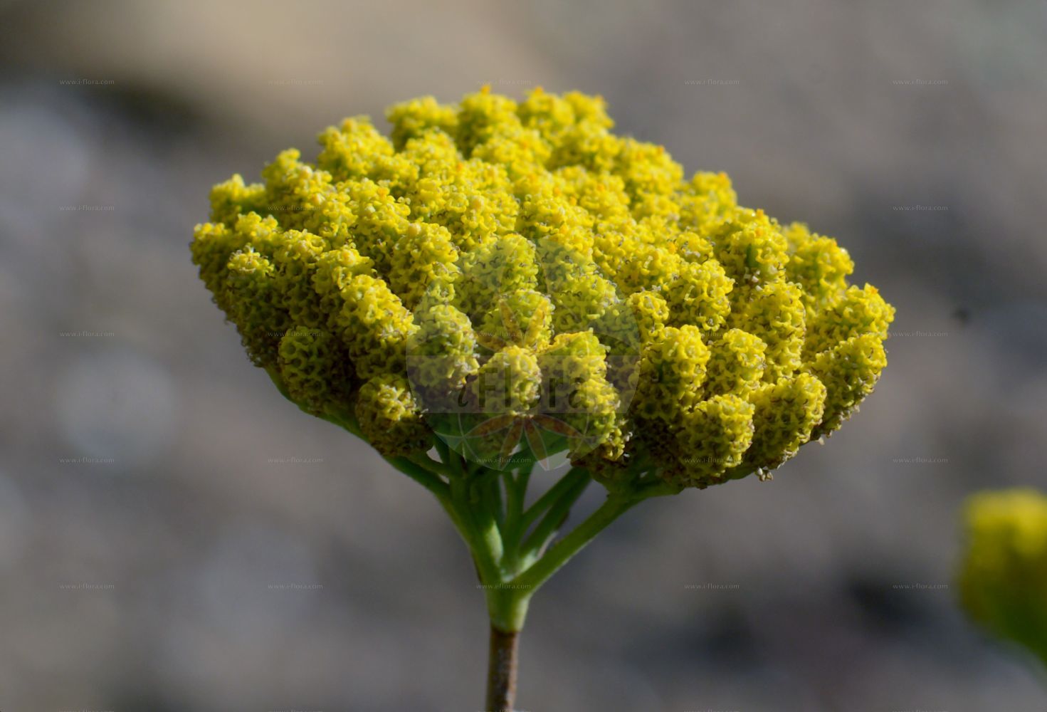 Foto von Achillea ageratum. Das Bild zeigt Bluete. Das Foto wurde in Nancy, Grand Est, Frankreich aufgenommen. ---- Photo of Achillea ageratum. The image is showing flower. The picture was taken in Nancy, Grand Est, France.(Achillea ageratum,Achillea ageratum,Achillea,Schafgarbe,Yarrow,Asteraceae,Korbblütengewächse,Daisy family,Bluete,flower)