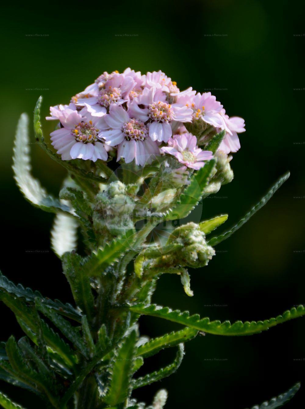 Foto von Achillea alpina. Das Bild zeigt Blatt und Bluete. Das Foto wurde in Bonn, Nordrhein-Westfalen, Deutschland aufgenommen. ---- Photo of Achillea alpina. The image is showing leaf and flower. The picture was taken in Bonn, North Rhine-Westphalia, Germany.(Achillea alpina,Achillea,Schafgarbe,Yarrow,Asteraceae,Korbblütengewächse,Daisy family,Blatt,Bluete,leaf,flower)