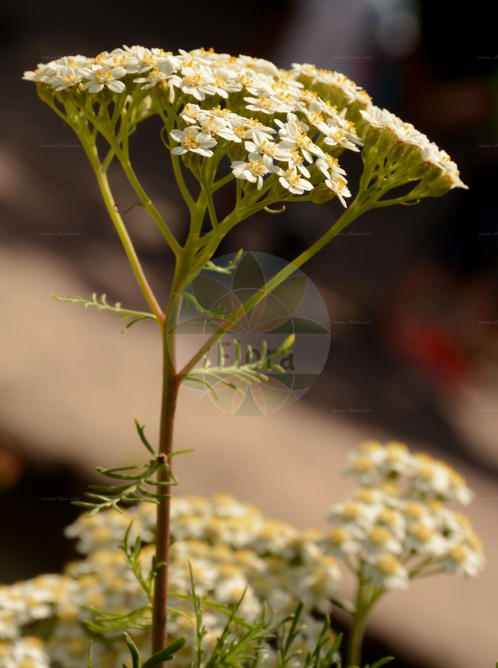 Foto von Achillea chamaemelifolia. Das Bild zeigt Blatt und Bluete. Das Foto wurde in Lyon, Auvergne-Rhône-Alpes, Frankreich aufgenommen. ---- Photo of Achillea chamaemelifolia. The image is showing leaf and flower. The picture was taken in Lyon, Auvergne-Rhône-Alpes, France.(Achillea chamaemelifolia,Achillea chamaemelifolia,Achillea recurvifolia,Achillea,Schafgarbe,Yarrow,Asteraceae,Korbblütengewächse,Daisy family,Blatt,Bluete,leaf,flower)