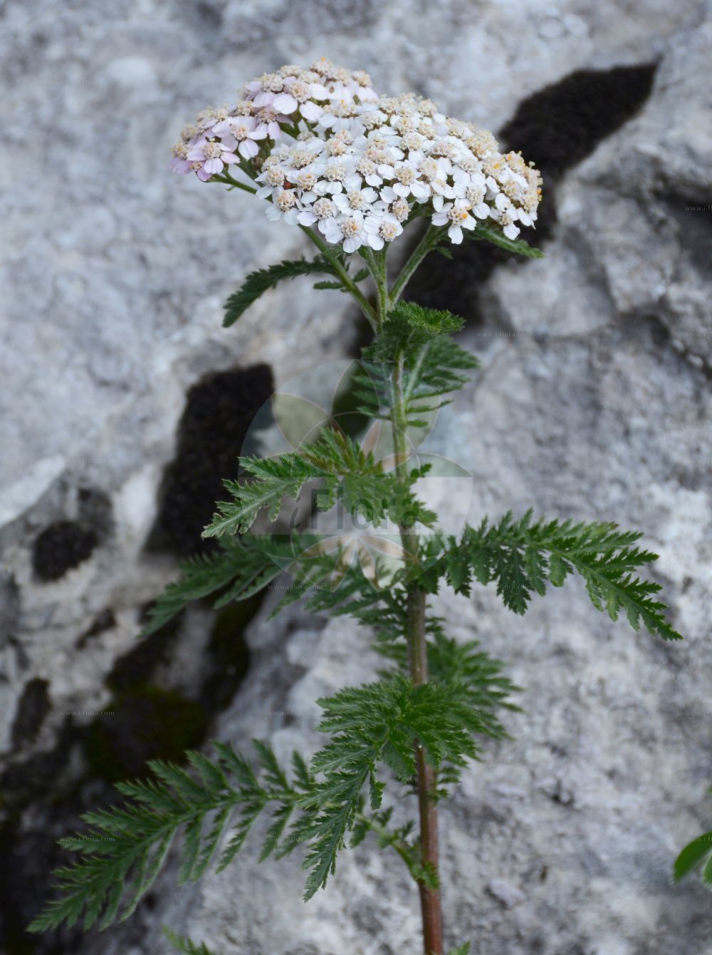 Foto von Achillea millefolium (Gewöhnliche Schafgarbe - Yarrow). Das Bild zeigt Blatt und Bluete. Das Foto wurde in Bonn, Nordrhein-Westfalen, Deutschland aufgenommen. ---- Photo of Achillea millefolium (Gewöhnliche Schafgarbe - Yarrow). The image is showing leaf and flower. The picture was taken in Bonn, North Rhine-Westphalia, Germany.(Achillea millefolium,Gewöhnliche Schafgarbe,Yarrow,Achillea magna,Achillea millefolium,Achillea nabelekii,Achillea submillefolium,Gewoehnliche Schafgarbe,Yarrow,Common Yarrow,Milfoil,Thousand-leaf,Achillea,Schafgarbe,Yarrow,Asteraceae,Korbblütengewächse,Daisy family,Blatt,Bluete,leaf,flower)