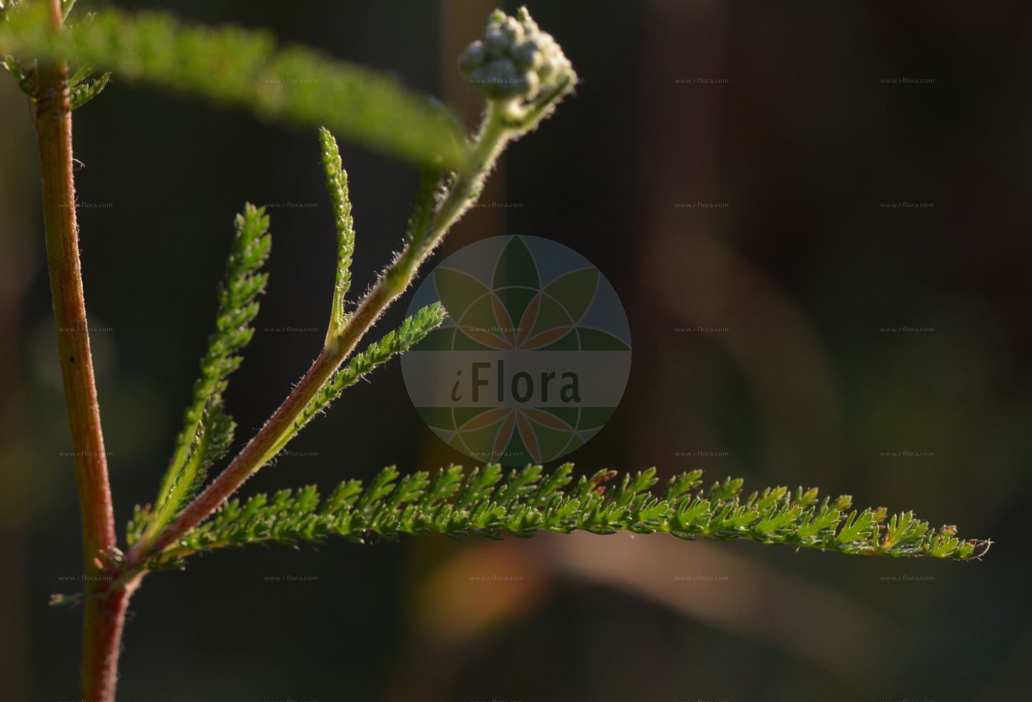 Foto von Achillea pratensis (Wiesen-Schafgarbe - Meadow Yarrow). Das Bild zeigt Blatt und Bluete. Das Foto wurde in Niederursel, Frankfurt, Hessen, Deutschland, Oberrheinisches Tiefland und Rhein-Main-Ebene aufgenommen. ---- Photo of Achillea pratensis (Wiesen-Schafgarbe - Meadow Yarrow). The image is showing leaf and flower. The picture was taken in Niederursel, Frankfurt, Hesse, Germany, Oberrheinisches Tiefland and Rhein-Main-Ebene.(Achillea pratensis,Wiesen-Schafgarbe,Meadow Yarrow,Achillea pratensis,Wiesen-Schafgarbe,Rasige Wiesen-Schafgarbe,Meadow Yarrow,Achillea,Schafgarbe,Yarrow,Asteraceae,Korbblütengewächse,Daisy family,Blatt,Bluete,leaf,flower)