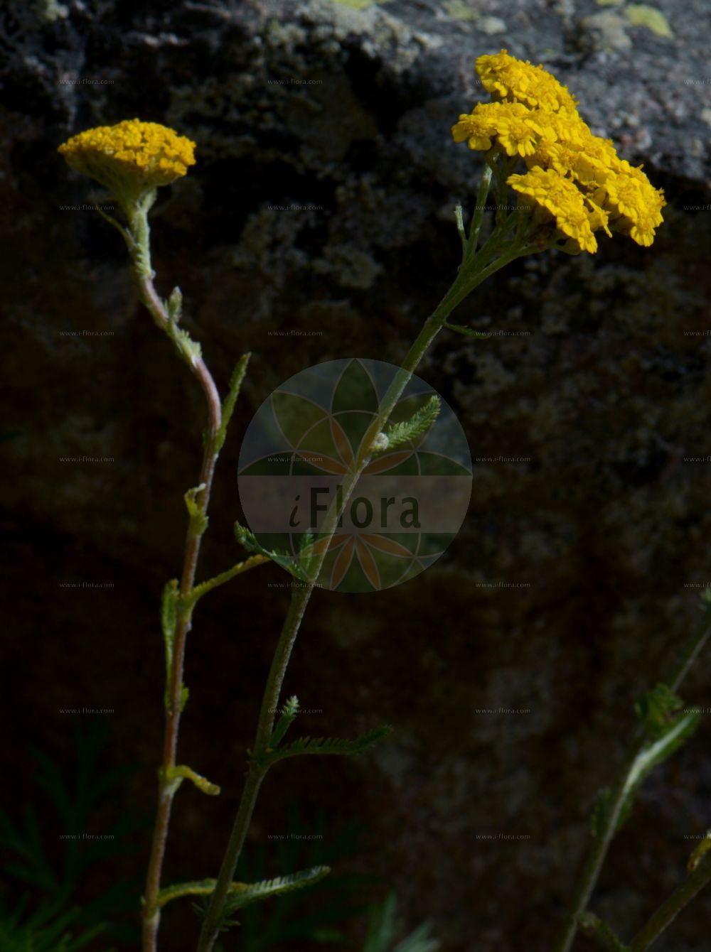 Foto von Achillea tomentosa. Das Bild zeigt Blatt und Bluete. Das Foto wurde in Monte Bondeone, Provincia Autonoma di Trento, Italien, Alpen aufgenommen. ---- Photo of Achillea tomentosa. The image is showing leaf and flower. The picture was taken in Monte Bondeone, Provincia Autonoma di Trento, Italy, Alps.(Achillea tomentosa,Achillea tomentosa,Achillea,Schafgarbe,Yarrow,Asteraceae,Korbblütengewächse,Daisy family,Blatt,Bluete,leaf,flower)