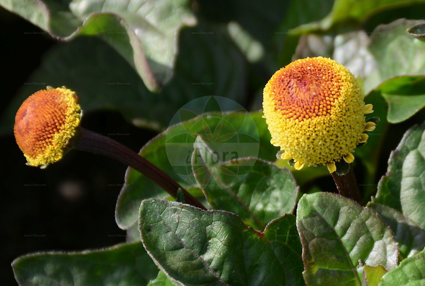 Foto von Acmella oleracea. Das Bild zeigt Blatt und Bluete. Das Foto wurde in Dresden, Sachsen, Deutschland aufgenommen. ---- Photo of Acmella oleracea. The image is showing leaf and flower. The picture was taken in Dresden, Sachsen, Germany.(Acmella oleracea,Acmella oleracea,Spilanthes oleracea,Acmella,Asteraceae,Korbblütengewächse,Daisy family,Blatt,Bluete,leaf,flower)