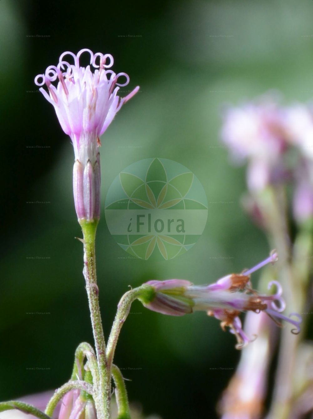 Foto von Adenostyles alliariae (Grauer Alpendost - Grey Adenostyles). Das Bild zeigt Bluete. Das Foto wurde in Schynige Platte, Interlaken, Bern, Schweiz aufgenommen. ---- Photo of Adenostyles alliariae (Grauer Alpendost - Grey Adenostyles). The image is showing flower. The picture was taken in Schynige Platte, Interlaken, Bern, Switzerland.(Adenostyles alliariae,Grauer Alpendost,Grey Adenostyles,Adenostyles albida,Adenostyles albifrons,Adenostyles alliariae,Adenostyles kerneri,Adenostyles petasites,Cacalia albifrons,Cacalia alliariae,Cacalia petasites,Grauer Alpendost,Grau-Alpendost,Grey Adenostyles,Adenostyles,Alpendost,Asteraceae,Korbblütengewächse,Daisy family,Bluete,flower)