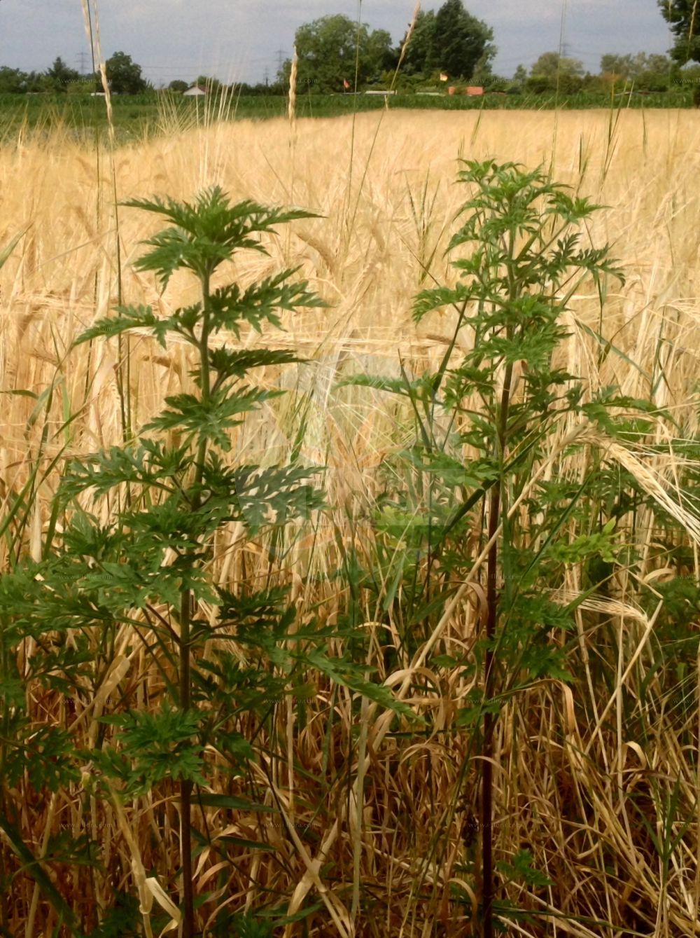 Foto von Ambrosia artemisiifolia (Beifußblättrige Ambrosie - Ragweed). Das Foto wurde in Pfungstadt, Darmstadt-Dieburg, Hessen, Deutschland, Oberrheinisches Tiefland und Rhein-Main-Ebene aufgenommen. ---- Photo of Ambrosia artemisiifolia (Beifußblättrige Ambrosie - Ragweed). The picture was taken in Pfungstadt, Darmstadt-Dieburg, Hesse, Germany, Oberrheinisches Tiefland and Rhein-Main-Ebene.(Ambrosia artemisiifolia,Beifußblättrige Ambrosie,Ragweed,Ambrosia artemisiifolia,Ambrosia elatior,Beifussblaettrige Ambrosie,Aufrechtes Taubenkraut,Beifussblaettriges Taubenkraut,Beifussblaettriges Traubenkraut,Hohes Taubenkraut.,Wermutblaettrige Ambrosie,Ragweed,Bitterweed,Carrot Weed,Common Ragweed,Hay Fever Weed,Hogweed,Roman Wormwood,Stammerwort,Stickweed,Tassel Weed,Wild Tansy,Wormwood,American Wormwood,Black-weed,Annual Ragweed,Short Ragweed,Low Ragweed,Roman Ragweed,Small Ragweed,Ambrosia,Ambrosie,Ragweed,Asteraceae,Korbblütengewächse,Daisy family)
