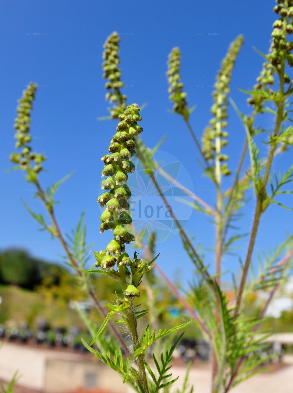 Foto von Ambrosia artemisiifolia (Beifußblättrige Ambrosie - Ragweed). Das Bild zeigt Blatt und Bluete. Das Foto wurde in Frankfurt, Hessen, Deutschland aufgenommen. ---- Photo of Ambrosia artemisiifolia (Beifußblättrige Ambrosie - Ragweed). The image is showing leaf and flower. The picture was taken in Frankfurt, Hesse, Germany.(Ambrosia artemisiifolia,Beifußblättrige Ambrosie,Ragweed,Ambrosia artemisiifolia,Ambrosia elatior,Beifussblaettrige Ambrosie,Aufrechtes Taubenkraut,Beifussblaettriges Taubenkraut,Beifussblaettriges Traubenkraut,Hohes Taubenkraut.,Wermutblaettrige Ambrosie,Ragweed,Bitterweed,Carrot Weed,Common Ragweed,Hay Fever Weed,Hogweed,Roman Wormwood,Stammerwort,Stickweed,Tassel Weed,Wild Tansy,Wormwood,American Wormwood,Black-weed,Annual Ragweed,Short Ragweed,Low Ragweed,Roman Ragweed,Small Ragweed,Ambrosia,Ambrosie,Ragweed,Asteraceae,Korbblütengewächse,Daisy family,Blatt,Bluete,leaf,flower)