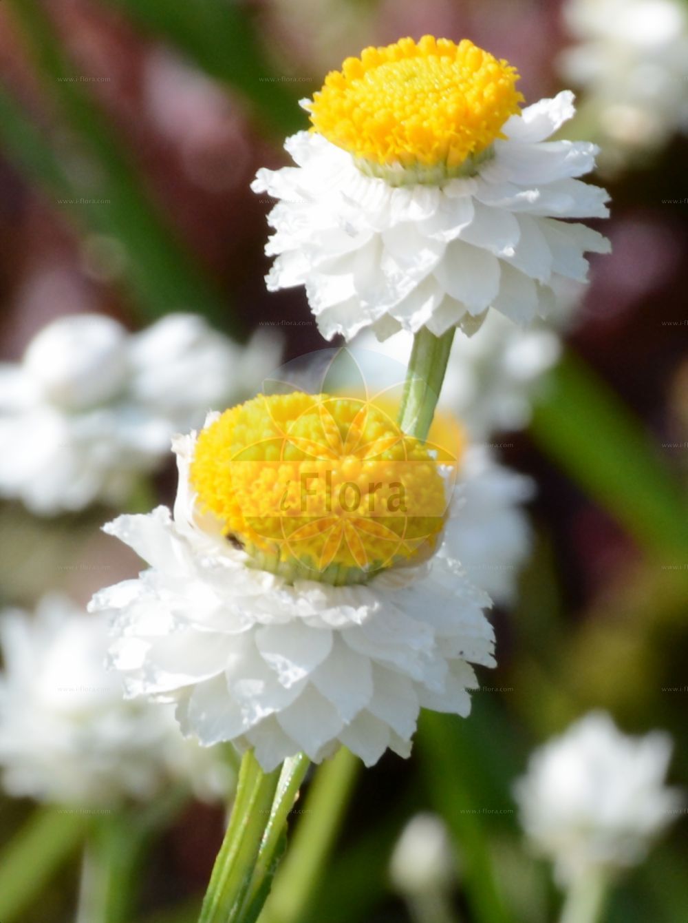 Foto von Ammobium alatum. Das Bild zeigt Bluete. Das Foto wurde in Dresden, Sachsen, Deutschland aufgenommen. ---- Photo of Ammobium alatum. The image is showing flower. The picture was taken in Dresden, Sachsen, Germany.(Ammobium alatum,Ammobium alatum,Ammobium,Asteraceae,Korbblütengewächse,Daisy family,Bluete,flower)