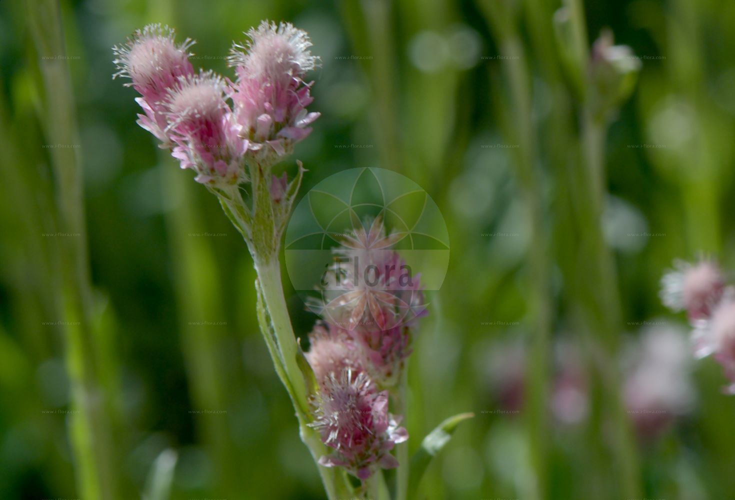 Foto von Antennaria dioica (Gewöhnliches Katzenpfötchen - Mountain Everlasting). Das Bild zeigt Blatt und Bluete. Das Foto wurde in Göteborg, Schweden aufgenommen. ---- Photo of Antennaria dioica (Gewöhnliches Katzenpfötchen - Mountain Everlasting). The image is showing leaf and flower. The picture was taken in Gothenburg, Sweden.(Antennaria dioica,Gewöhnliches Katzenpfötchen,Mountain Everlasting,Antennaria dioica,Antennaria hibernica,Antennaria hyperborea,Gnaphalium dioicum,Gewoehnliches Katzenpfoetchen,Mountain Everlasting,Catsfoot,Flat-top Pussytoes,Stoloniferous Pussytoes,Common Pussytoes,Antennaria,Katzenpfötchen,Pussytoes,Asteraceae,Korbblütengewächse,Daisy family,Blatt,Bluete,leaf,flower)