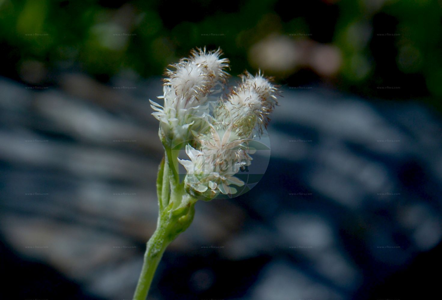 Foto von Antennaria dioica (Gewöhnliches Katzenpfötchen - Mountain Everlasting). Das Bild zeigt Blatt und Bluete. Das Foto wurde in Oslo, Norwegen aufgenommen. ---- Photo of Antennaria dioica (Gewöhnliches Katzenpfötchen - Mountain Everlasting). The image is showing leaf and flower. The picture was taken in Oslo, Norway.(Antennaria dioica,Gewöhnliches Katzenpfötchen,Mountain Everlasting,Antennaria dioica,Antennaria hibernica,Antennaria hyperborea,Gnaphalium dioicum,Gewoehnliches Katzenpfoetchen,Mountain Everlasting,Catsfoot,Flat-top Pussytoes,Stoloniferous Pussytoes,Common Pussytoes,Antennaria,Katzenpfötchen,Pussytoes,Asteraceae,Korbblütengewächse,Daisy family,Blatt,Bluete,leaf,flower)