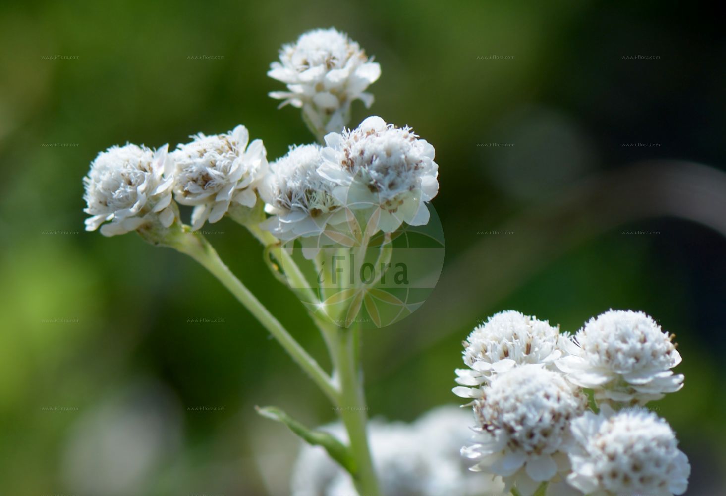 Foto von Antennaria dioica (Gewöhnliches Katzenpfötchen - Mountain Everlasting). Das Bild zeigt Blatt und Bluete. Das Foto wurde in Göteborg, Schweden aufgenommen. ---- Photo of Antennaria dioica (Gewöhnliches Katzenpfötchen - Mountain Everlasting). The image is showing leaf and flower. The picture was taken in Gothenburg, Sweden.(Antennaria dioica,Gewöhnliches Katzenpfötchen,Mountain Everlasting,Antennaria dioica,Antennaria hibernica,Antennaria hyperborea,Gnaphalium dioicum,Gewoehnliches Katzenpfoetchen,Mountain Everlasting,Catsfoot,Flat-top Pussytoes,Stoloniferous Pussytoes,Common Pussytoes,Antennaria,Katzenpfötchen,Pussytoes,Asteraceae,Korbblütengewächse,Daisy family,Blatt,Bluete,leaf,flower)