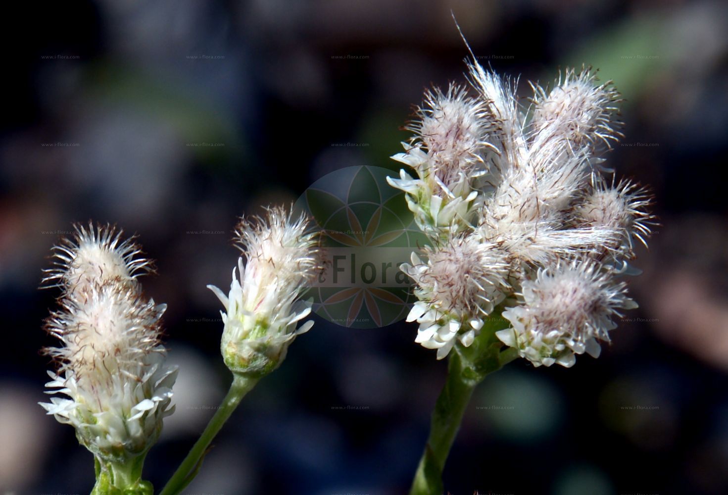 Foto von Antennaria dioica (Gewöhnliches Katzenpfötchen - Mountain Everlasting). Das Bild zeigt Blatt und Bluete. Das Foto wurde in Oslo, Norwegen aufgenommen. ---- Photo of Antennaria dioica (Gewöhnliches Katzenpfötchen - Mountain Everlasting). The image is showing leaf and flower. The picture was taken in Oslo, Norway.(Antennaria dioica,Gewöhnliches Katzenpfötchen,Mountain Everlasting,Antennaria dioica,Antennaria hibernica,Antennaria hyperborea,Gnaphalium dioicum,Gewoehnliches Katzenpfoetchen,Mountain Everlasting,Catsfoot,Flat-top Pussytoes,Stoloniferous Pussytoes,Common Pussytoes,Antennaria,Katzenpfötchen,Pussytoes,Asteraceae,Korbblütengewächse,Daisy family,Blatt,Bluete,leaf,flower)